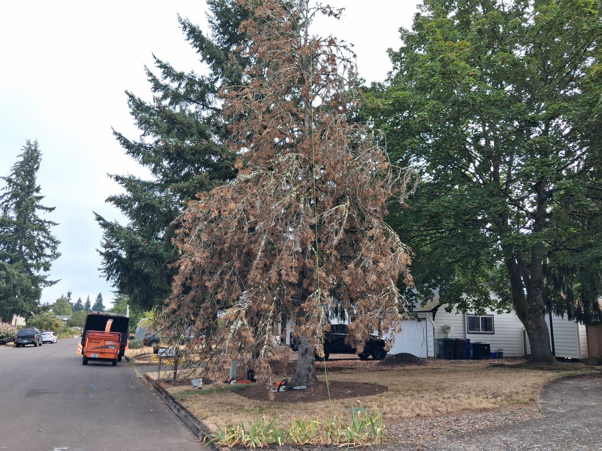 Dead tree with brown leaves in a residential yard, near a street and parked vehicles
