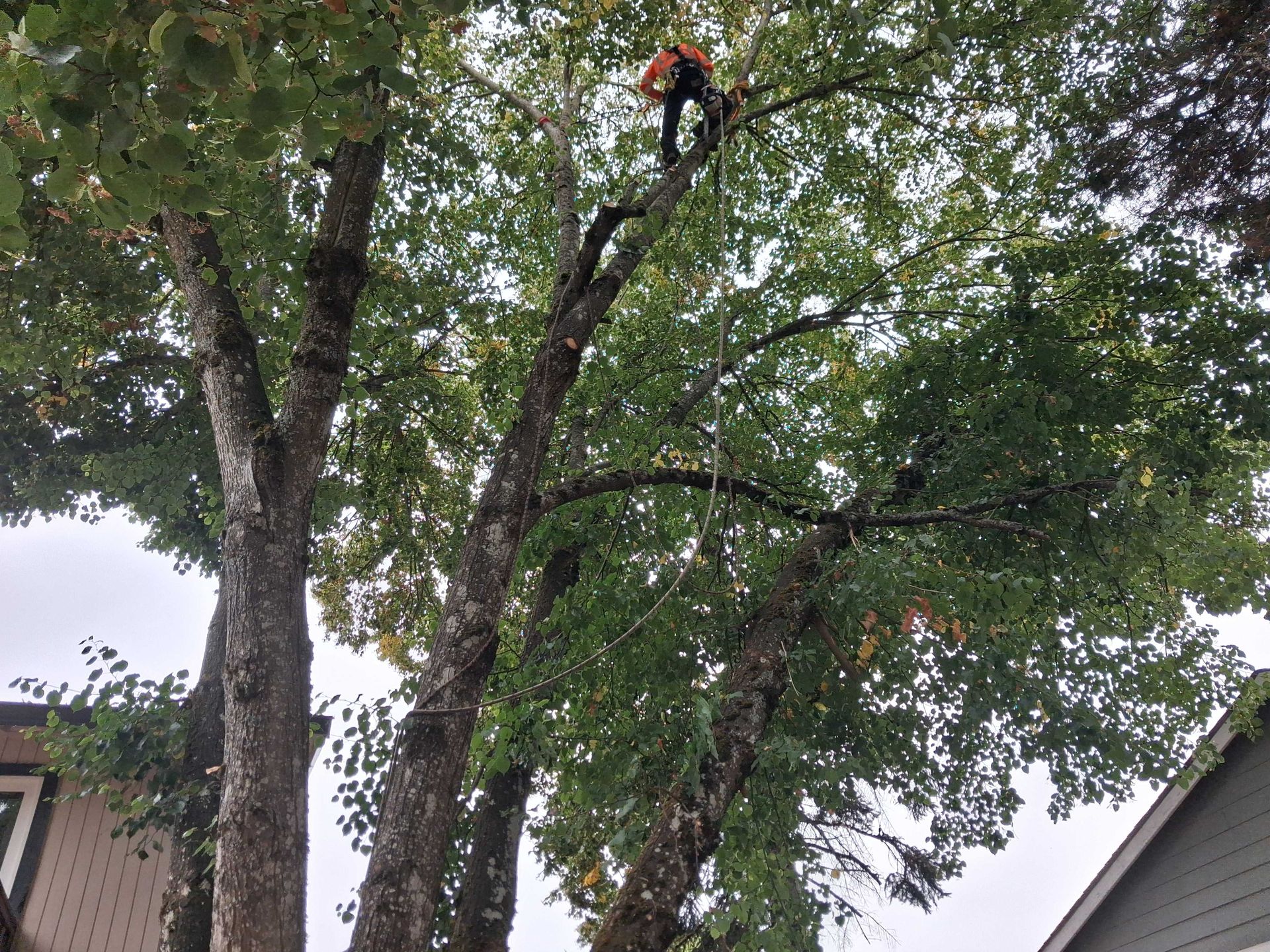 Worker trimming a tall tree with a chainsaw from a branch near rooftops