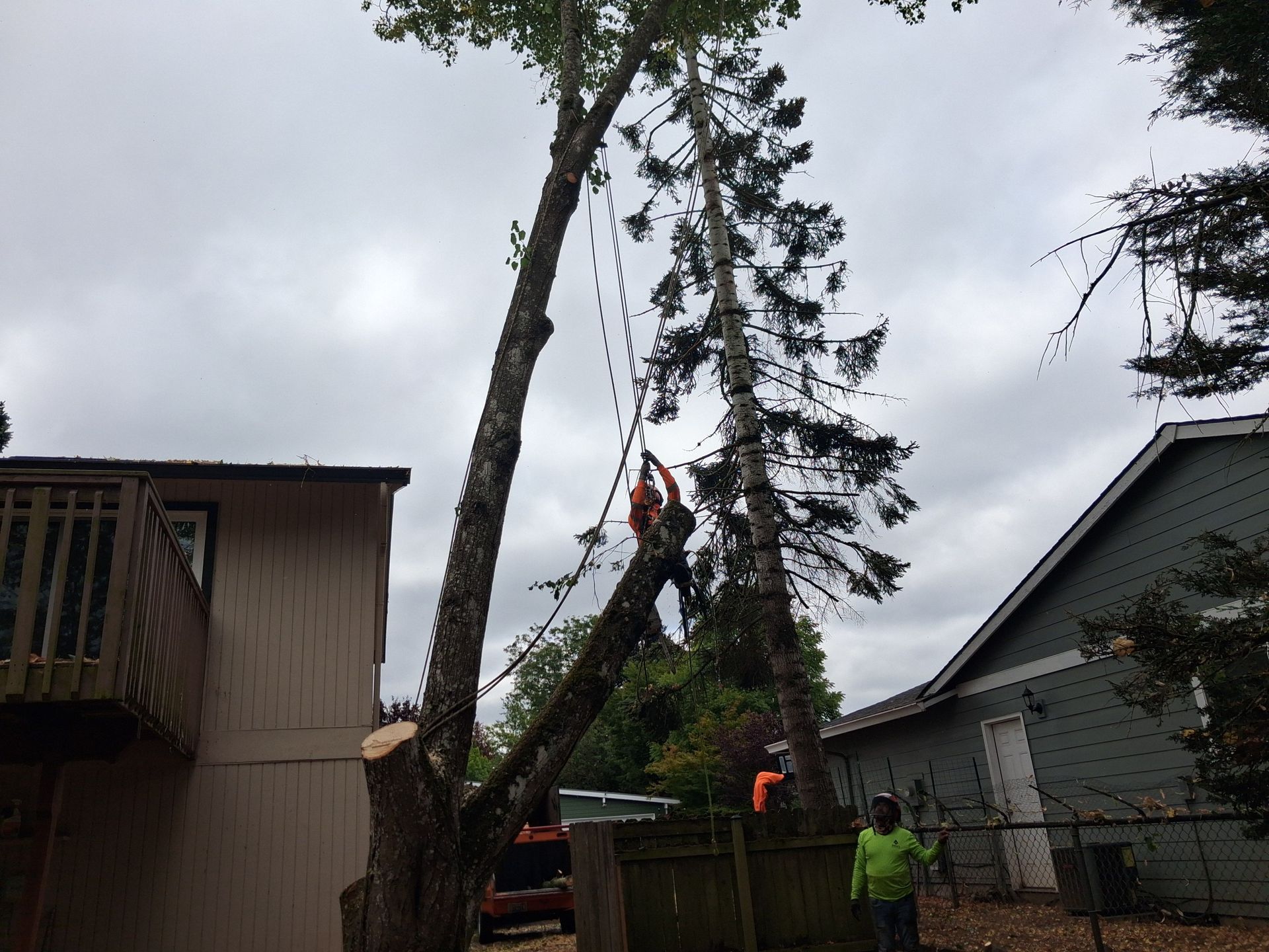 Worker trimming a tall tree beside houses, with a bucket truck and safety gear visible