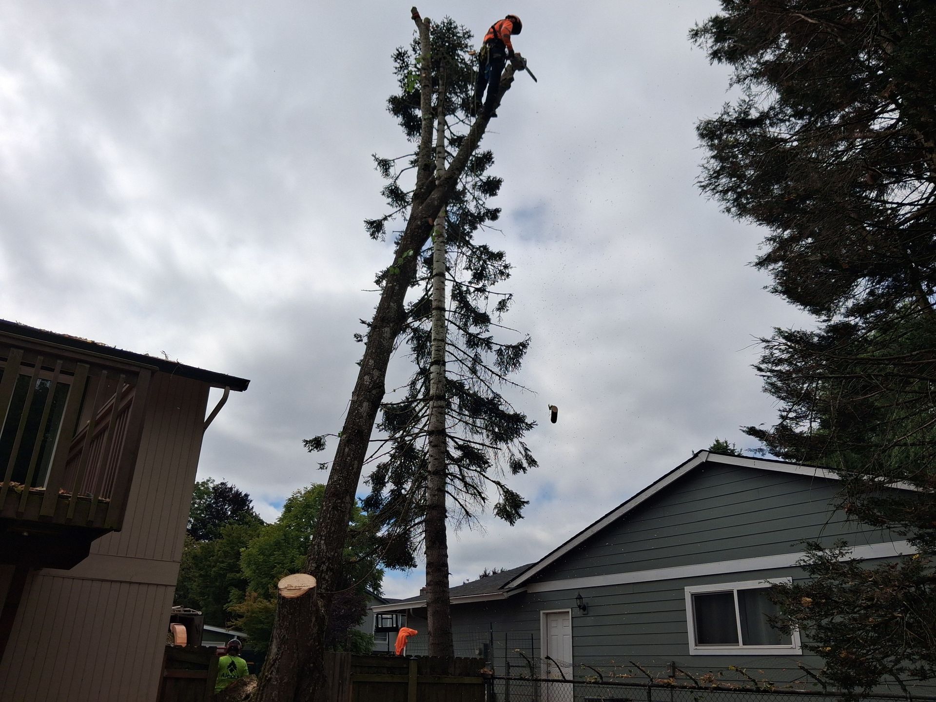 Worker trimming tall tree beside house, with stump and fallen branches below, under cloudy sky