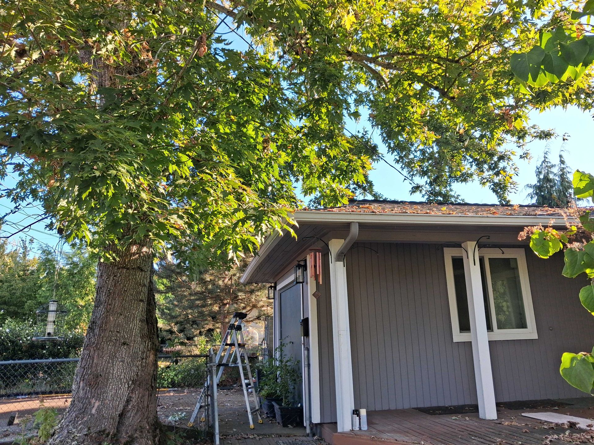 Small gray house with a large tree in the foreground and a ladder near the side yard.