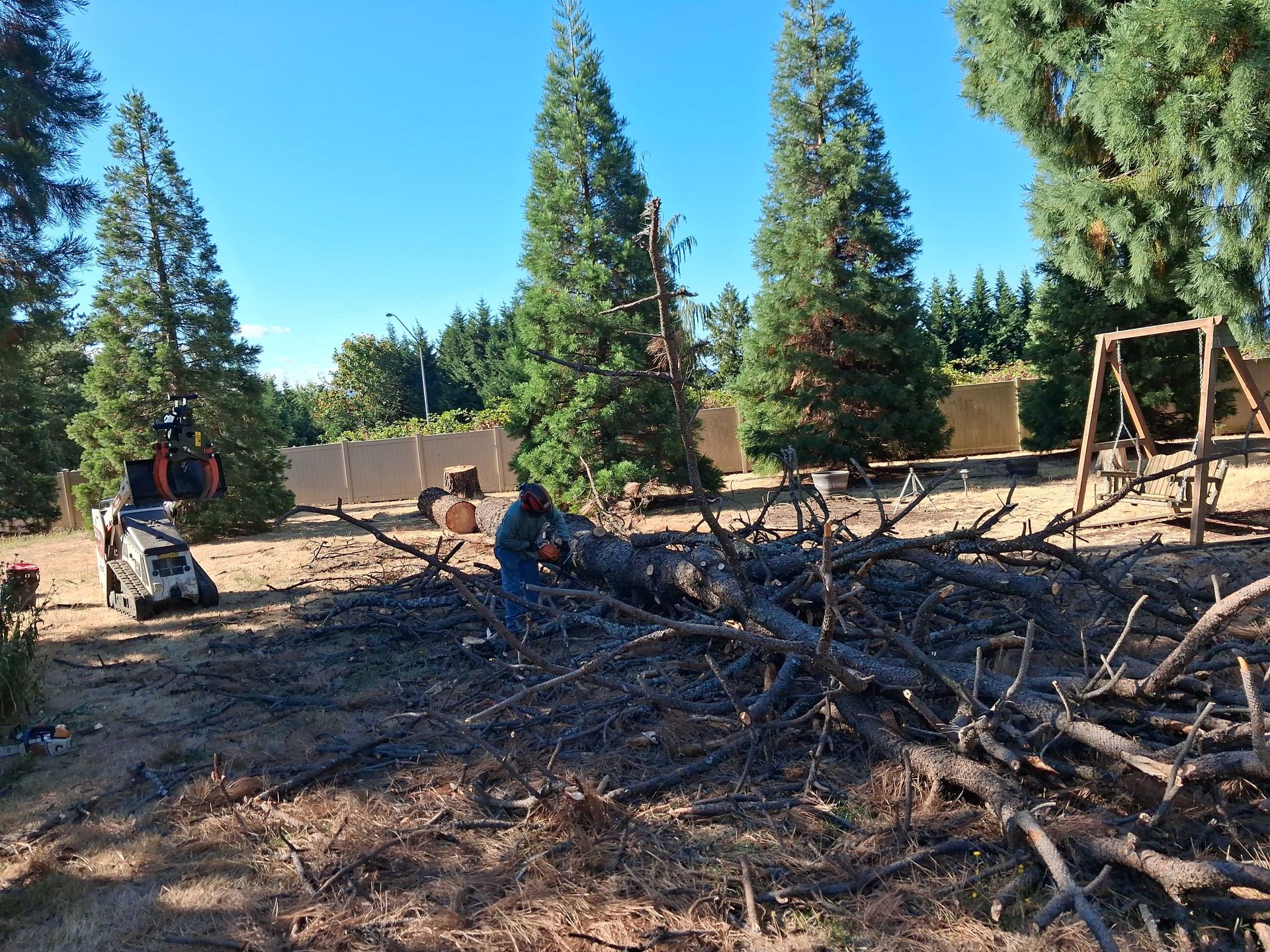 People clearing fallen tree branches in a sunny wooded yard with tall evergreens.