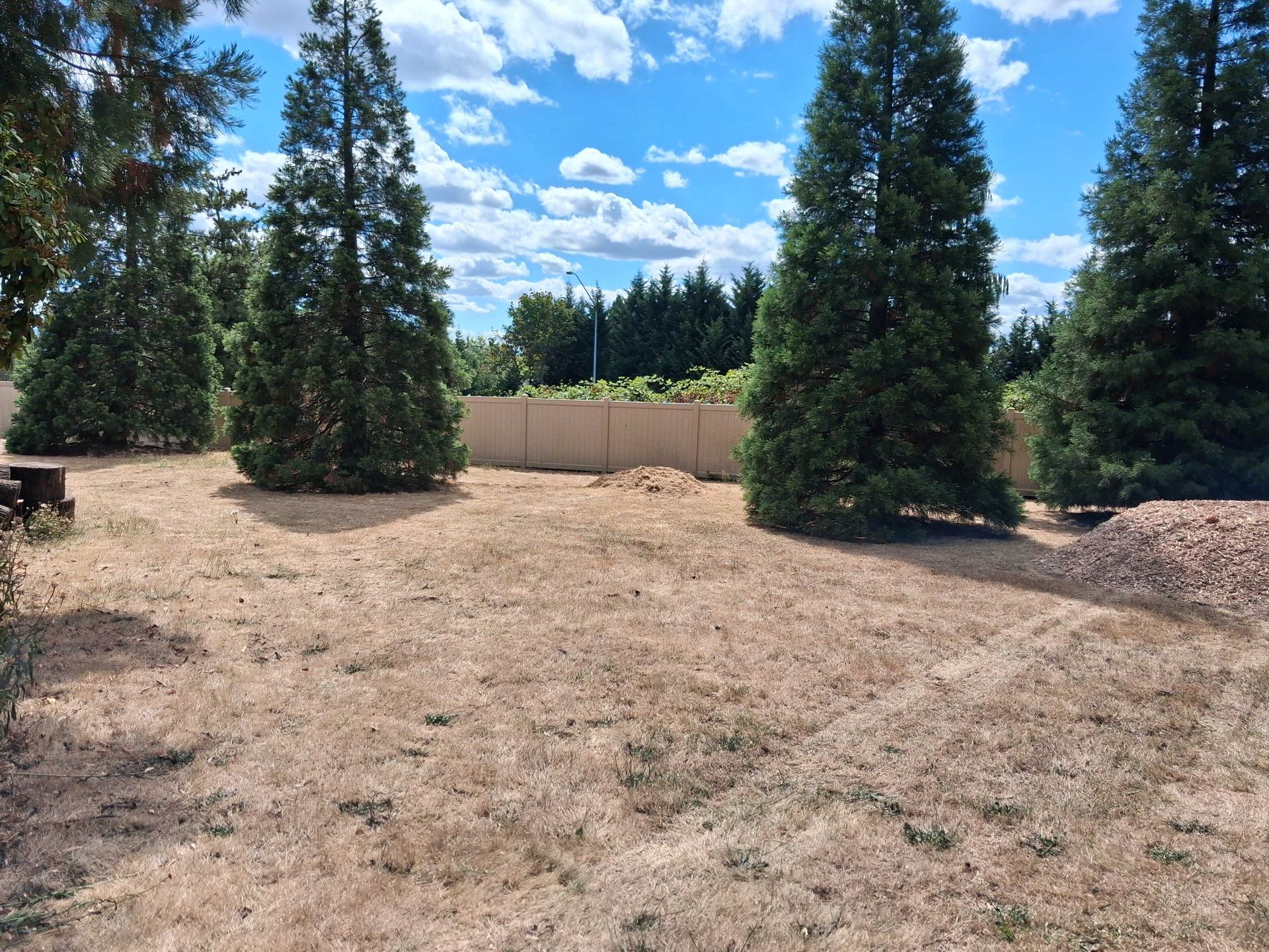 Dry landscaped yard with tall evergreen trees, a wooden fence, and blue sky with clouds.