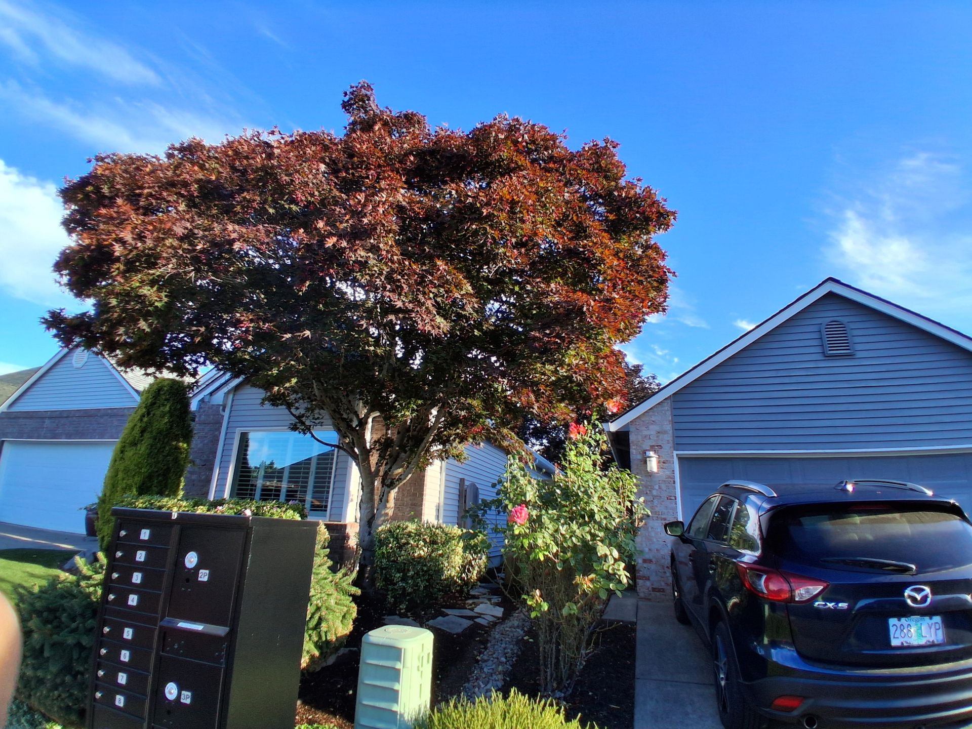 Suburban driveway with a black SUV, red-leaved tree, and house under a bright blue sky
