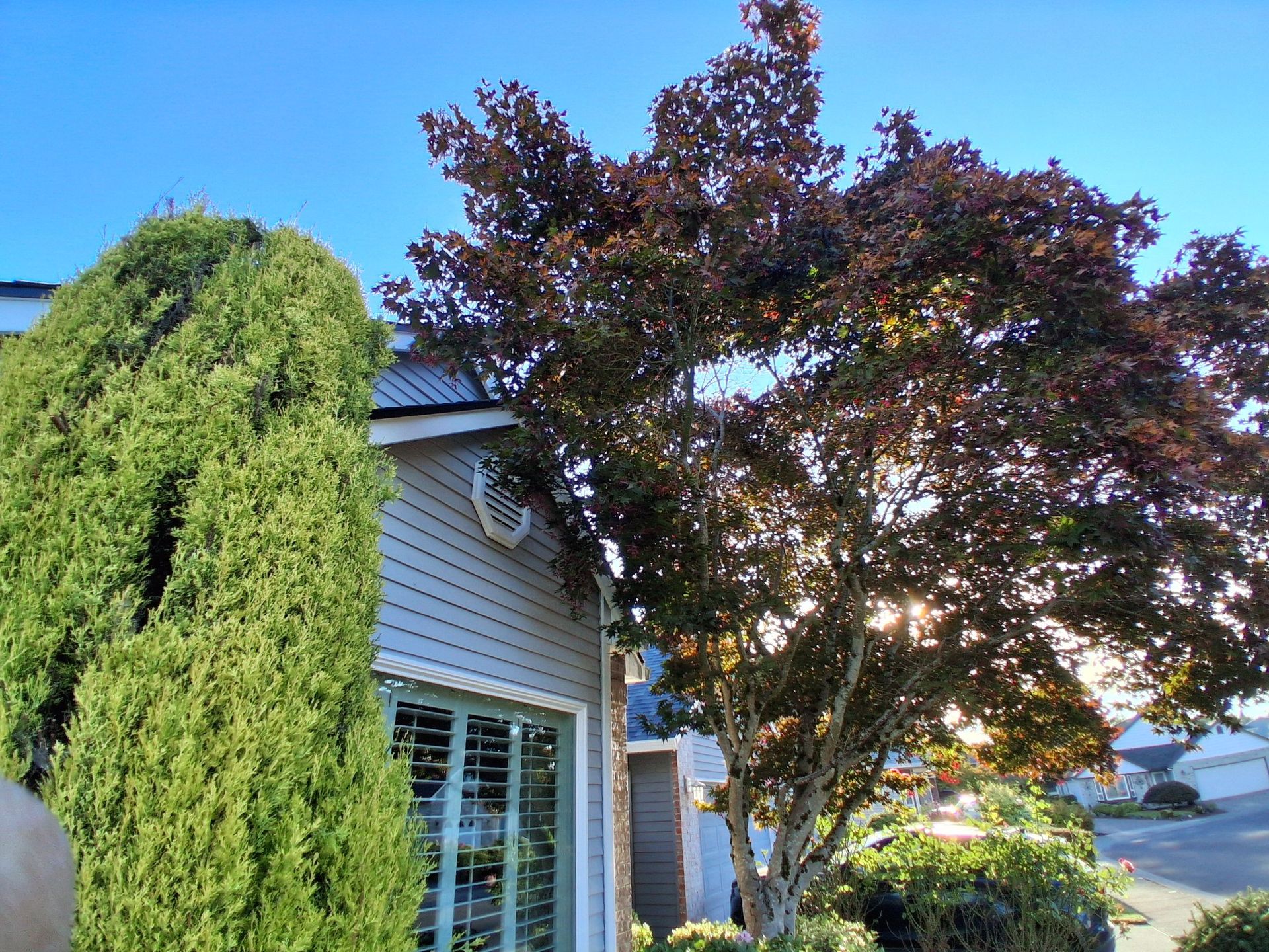 Front yard with tall green shrubs and a burgundy tree beside a house under a clear blue sky