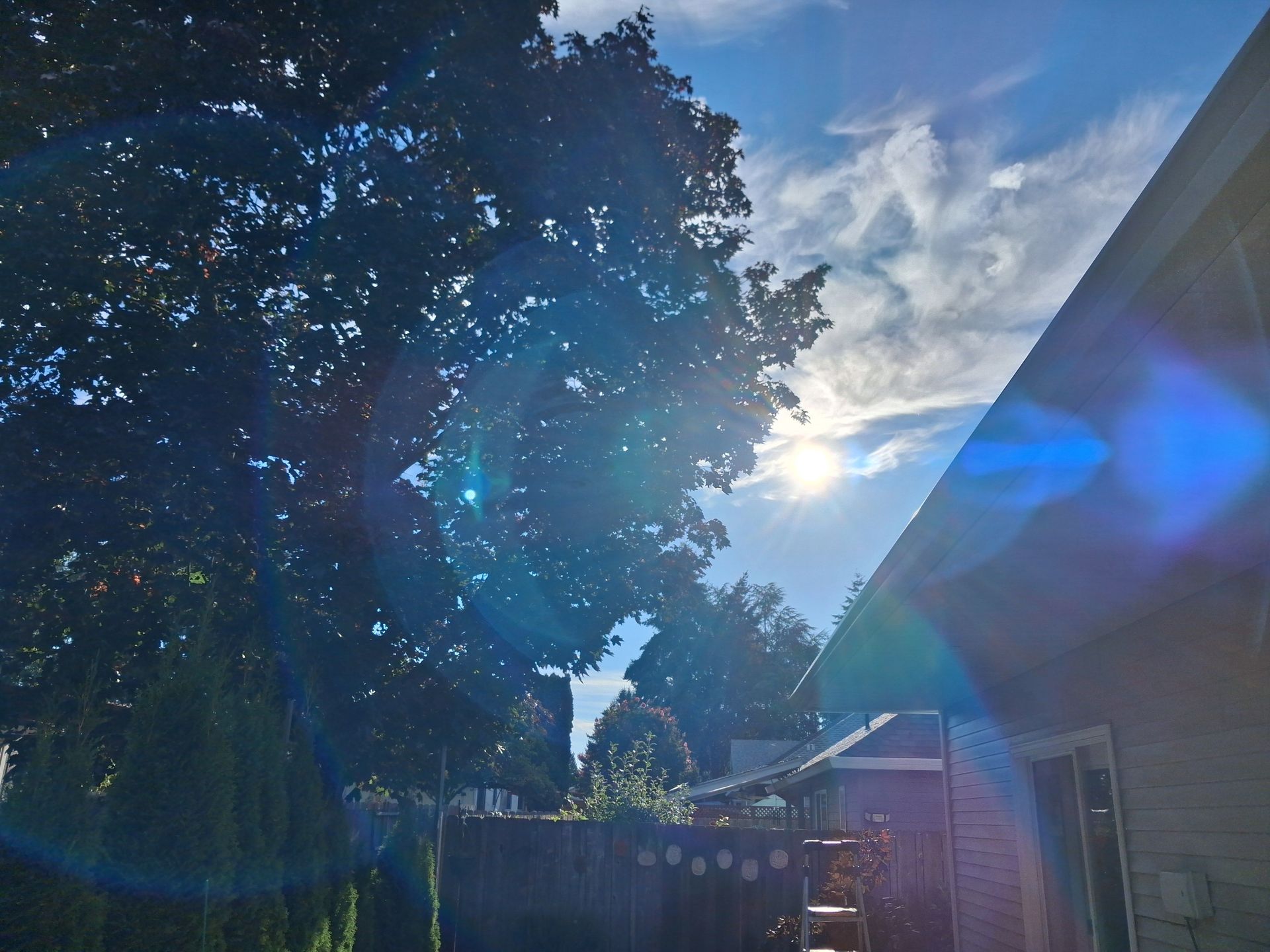 Sunlit backyard with large tree, house roofline, and blue lens flare in the sky