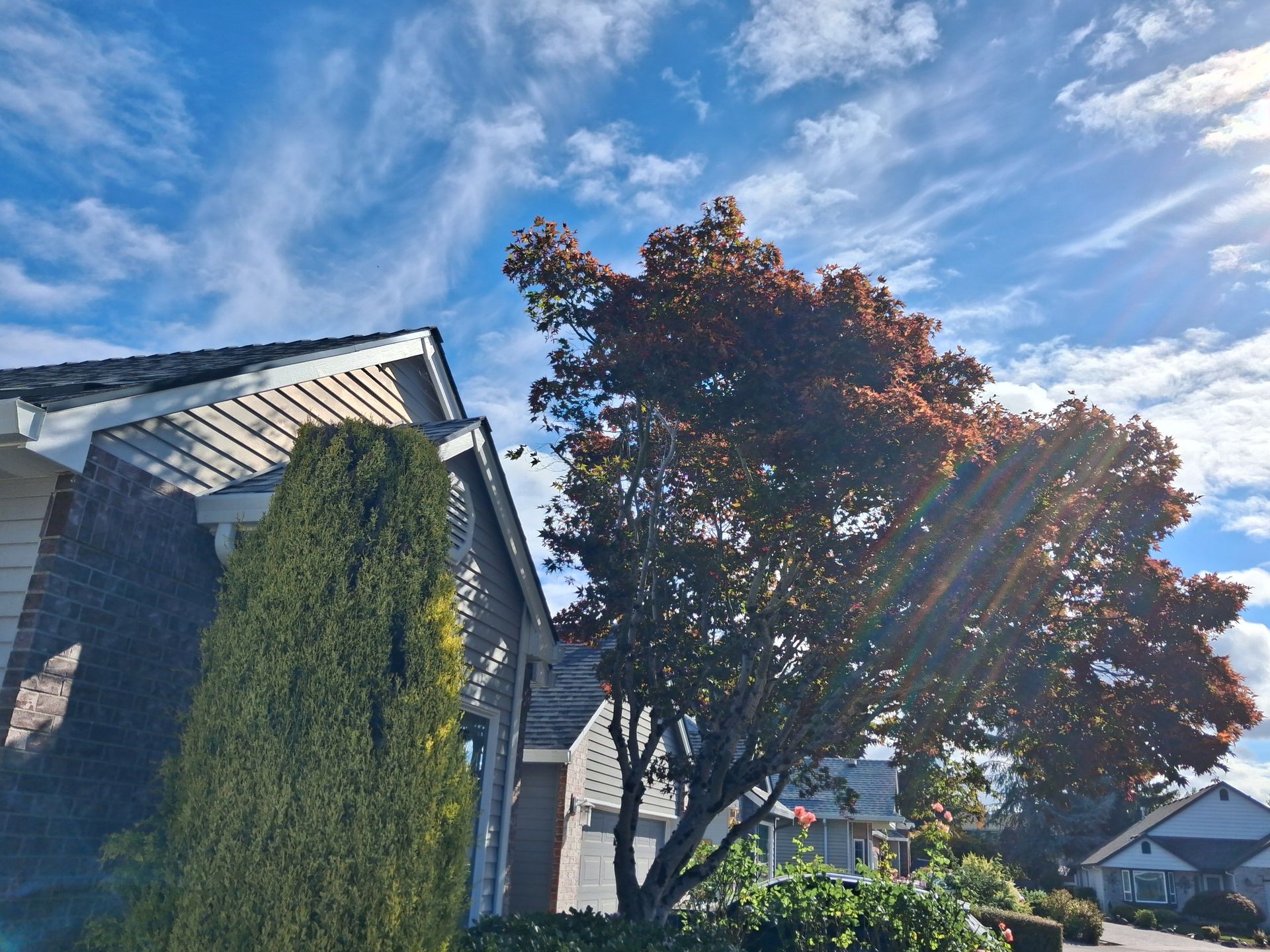 Suburban house with a tall evergreen, red-leaf tree, and bright blue sky with sun rays