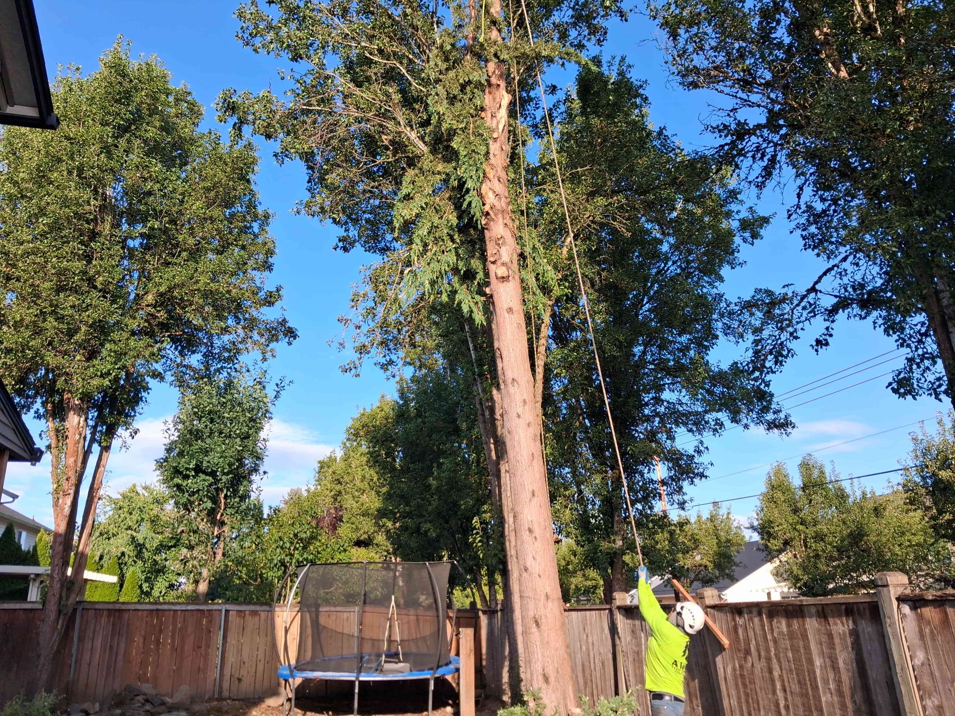 Person in a neon shirt standing by a very tall tree in a fenced backyard with a trampoline.