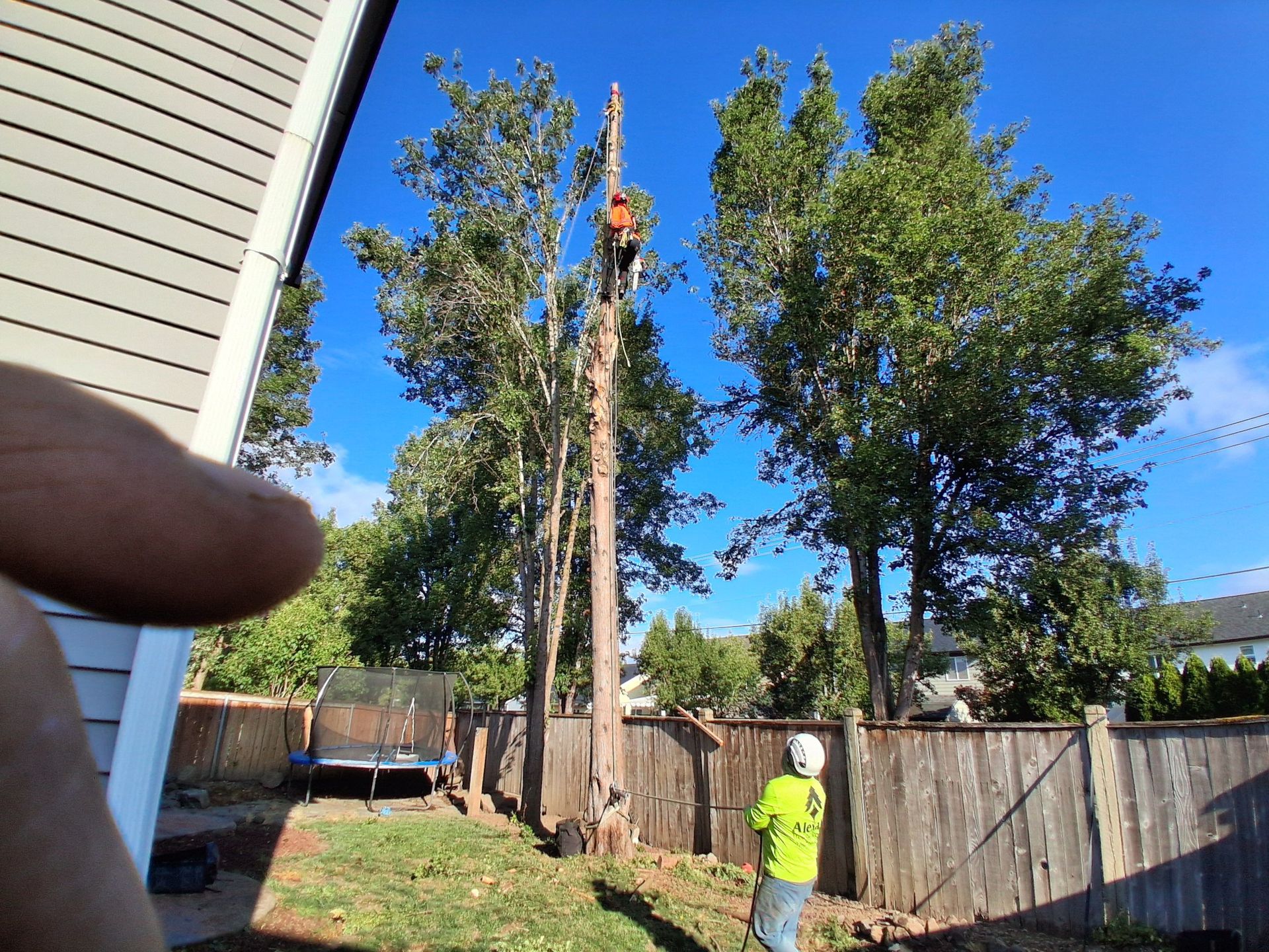Person in a neon yellow shirt stands by a wooden fence while a tree is being trimmed in a backyard.