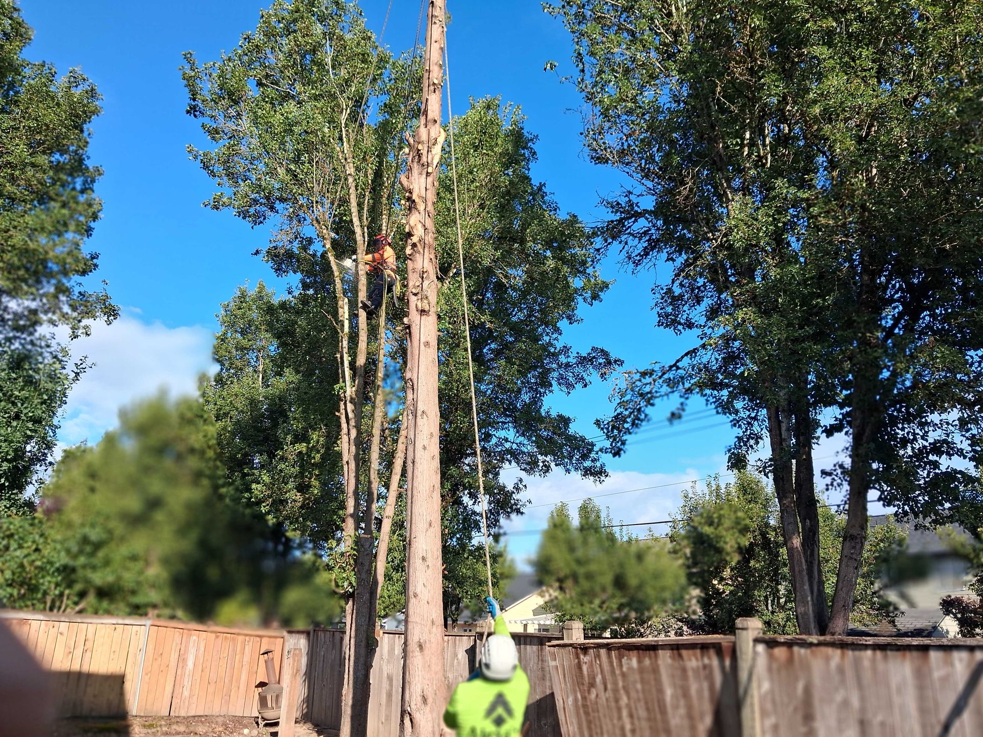 Two workers using a lift to trim a tall tree in a fenced backyard on a sunny day
