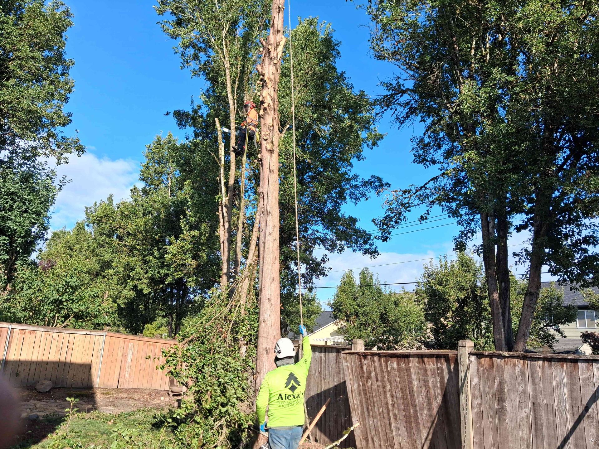 Worker in a neon vest trimming a tall tree in a backyard on a sunny day.