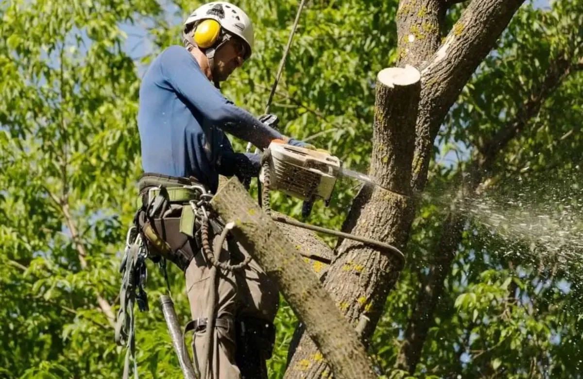 Arborist trimming a tree branch with a chainsaw while secured by a safety harness