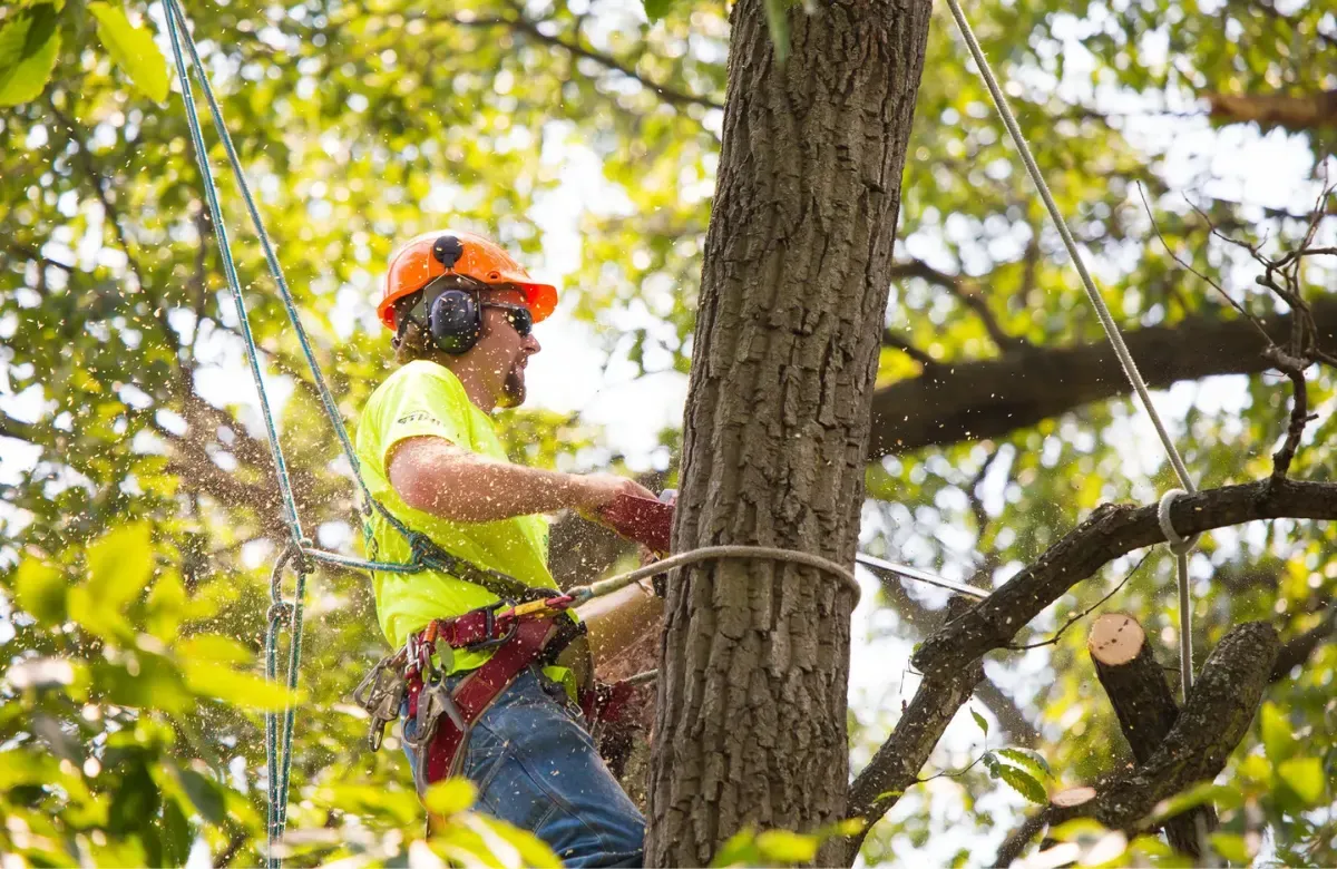 Tree trimmer in an orange helmet and neon shirt securing a rope around a large tree trunk