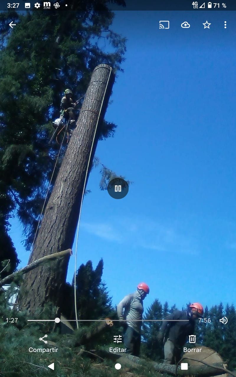 Workers trimming a tall tree beside a utility pole against a bright blue sky