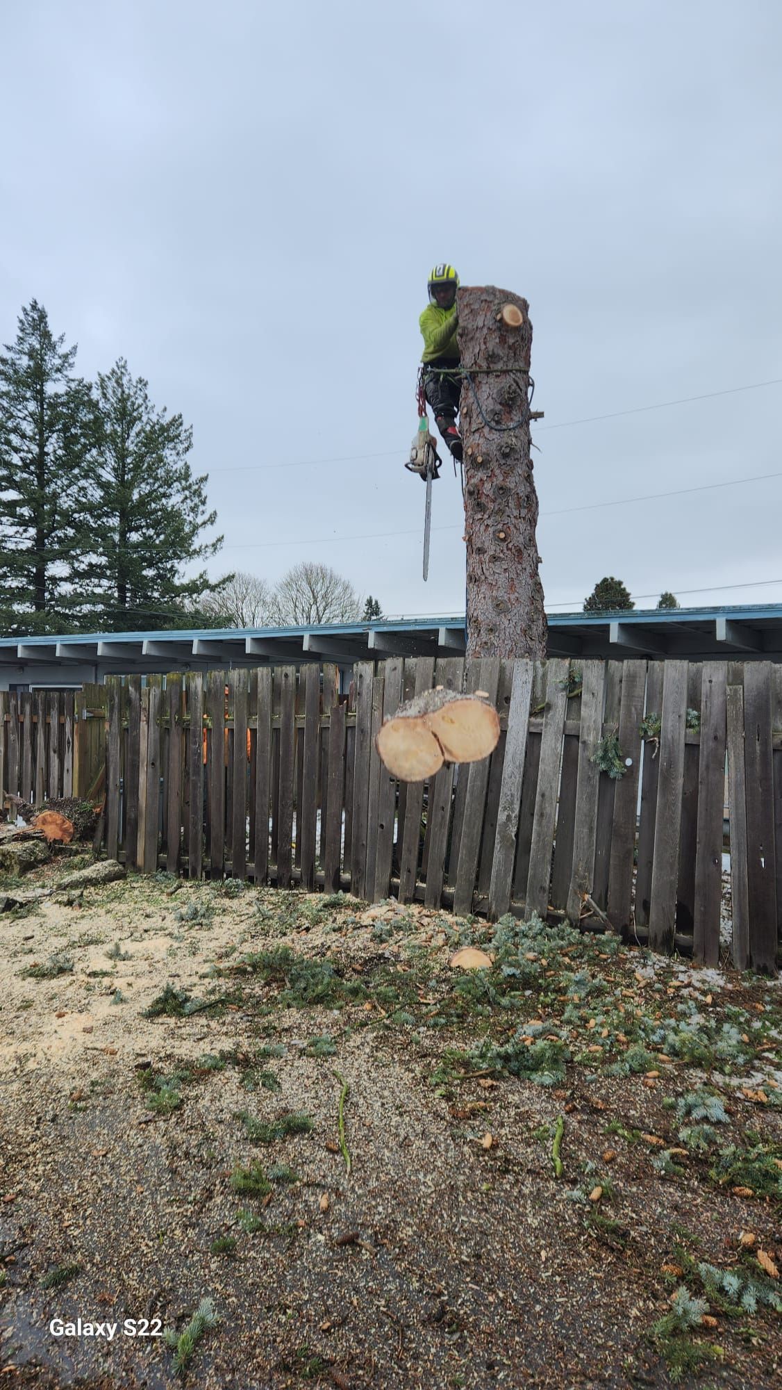 Worker in green safety gear climbing a tall tree trunk behind a wooden fence under a cloudy sky