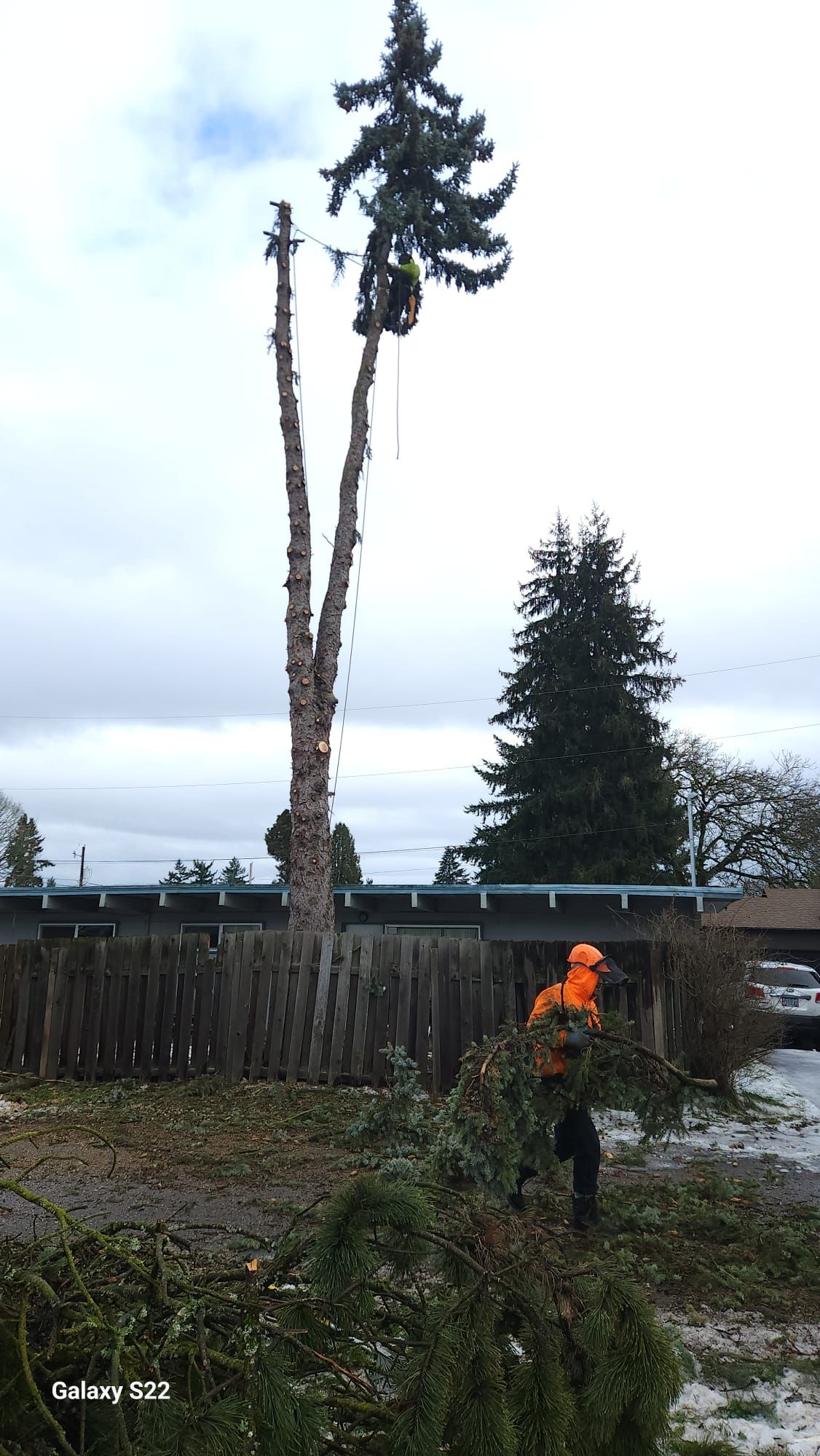 Person in orange jacket standing beside a tall tree being cut near a fence on a snowy day