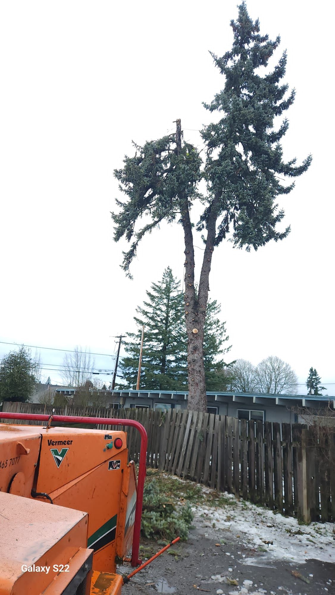 Tall tree in a snowy yard beside a wooden fence, with an orange machine in the foreground.