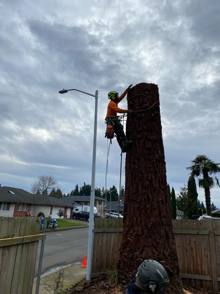 Worker in safety gear climbing a tall tree stump with a chainsaw in a fenced yard under cloudy sky