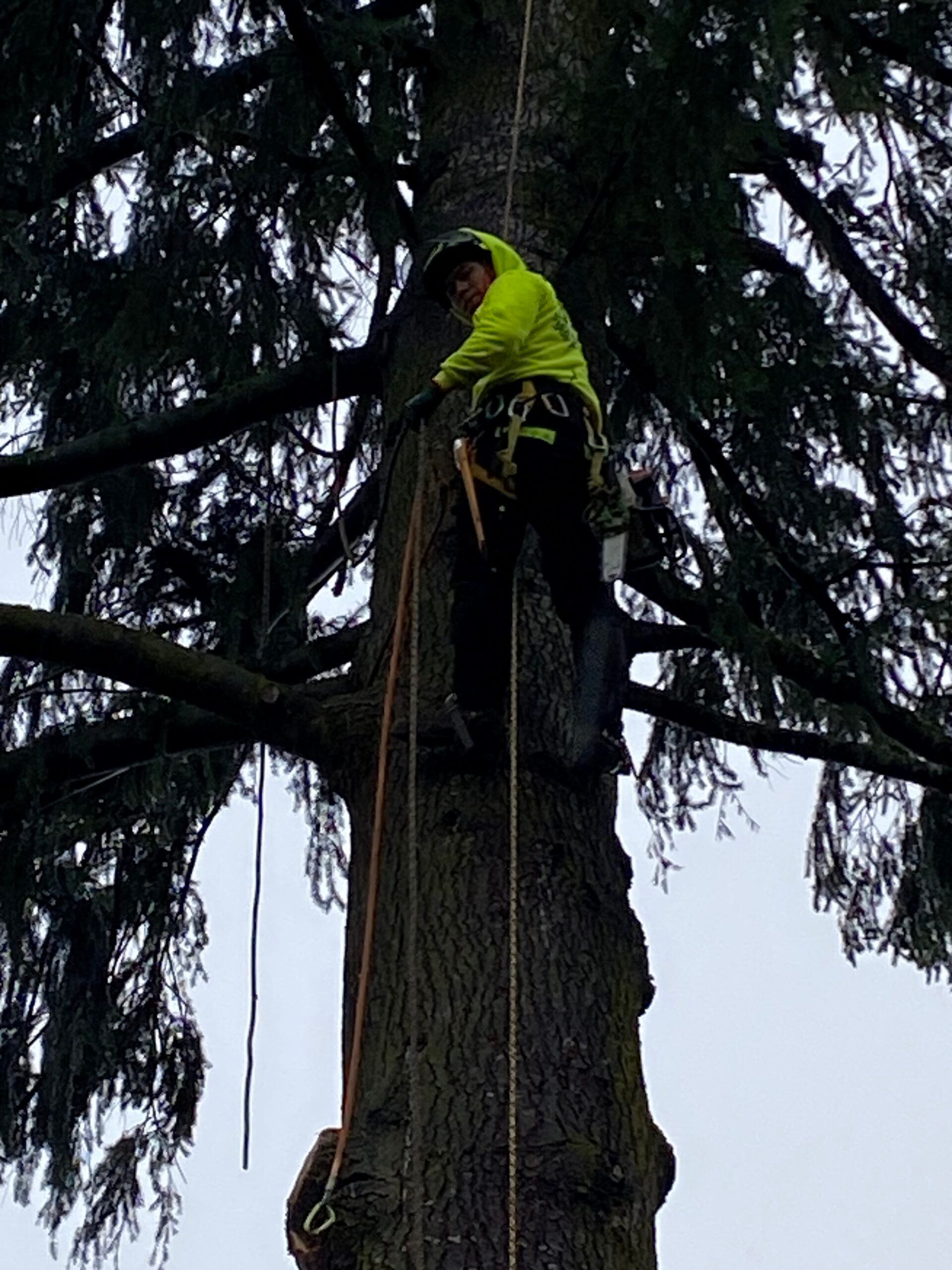 Person in a bright yellow jacket climbing a rope up a tall tree outdoors