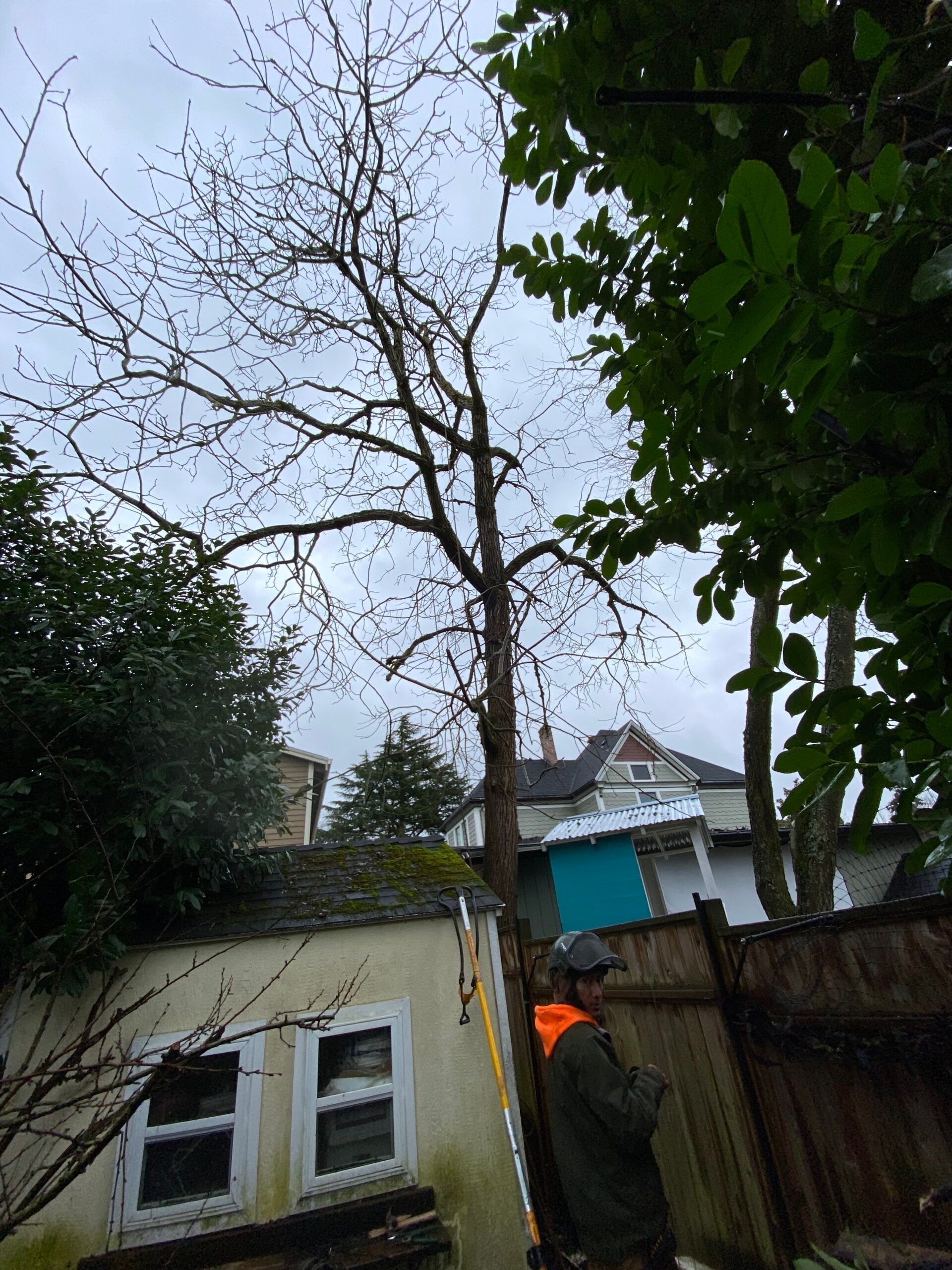 Tall bare tree in a backyard beside a house and fence under an overcast sky.