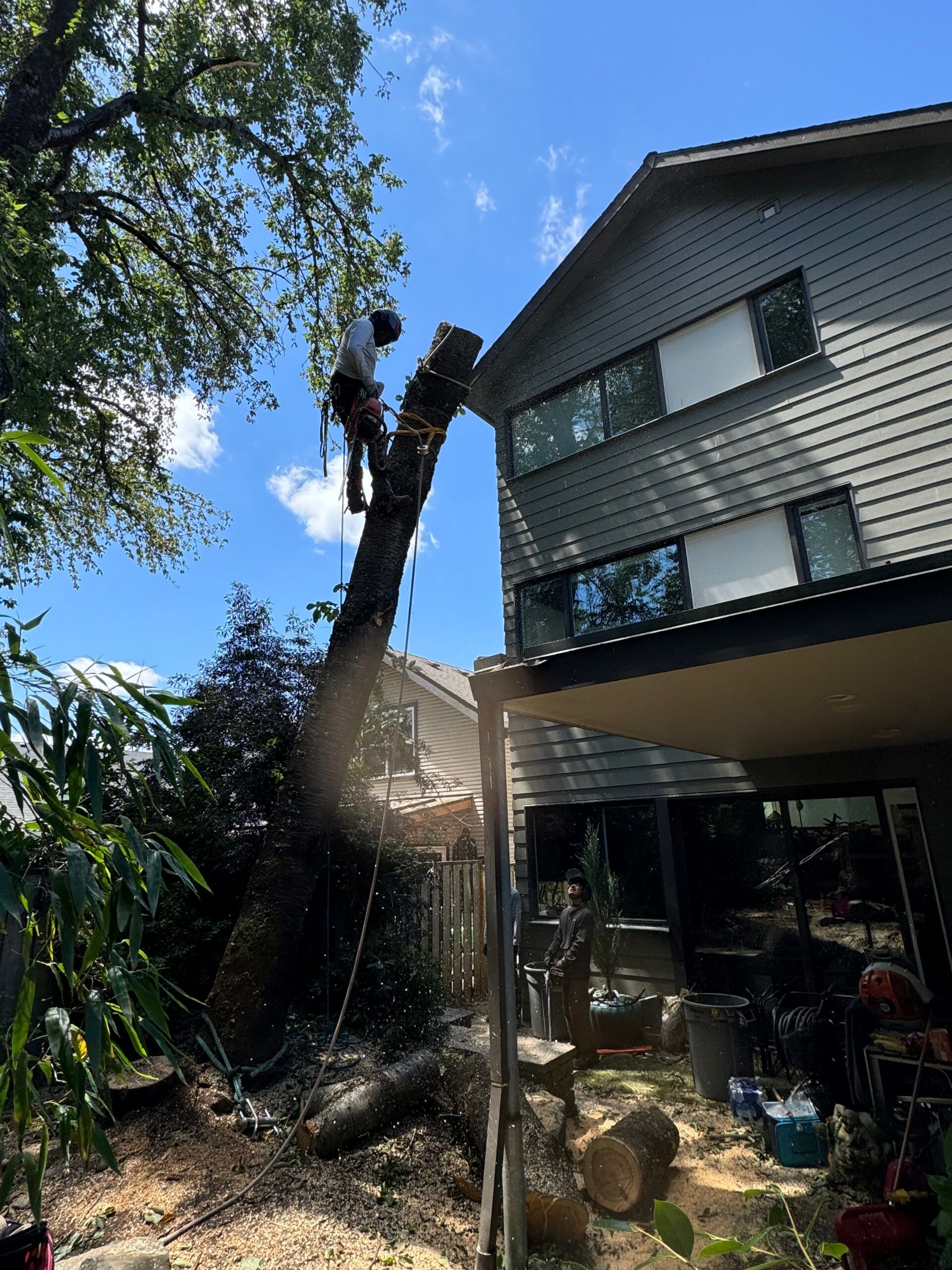 Tree being cut near a two-story house, with sawdust flying in a sunny yard.