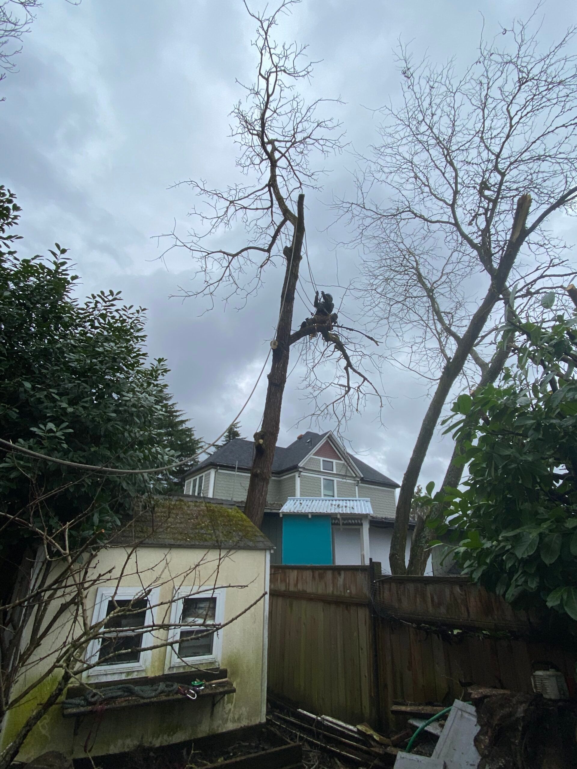 Backyard with leafless trees, wooden fence, and a small shed under a cloudy sky