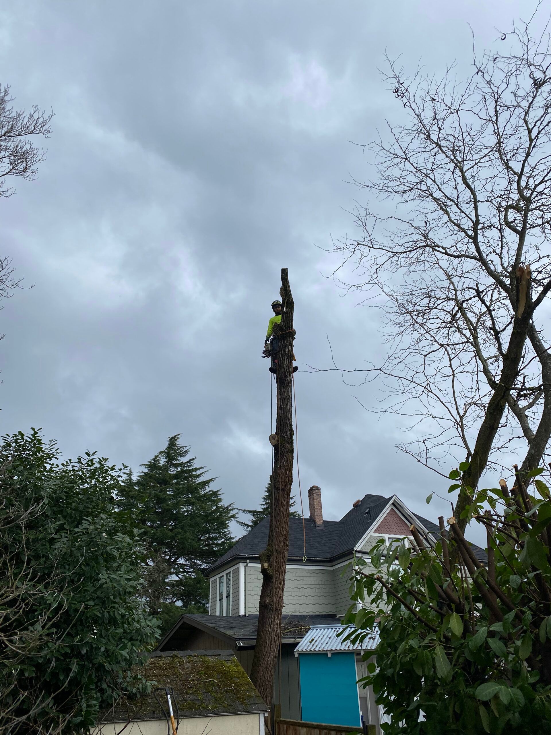 Tall tree stump in a cloudy backyard, with houses and dense greenery in the background.