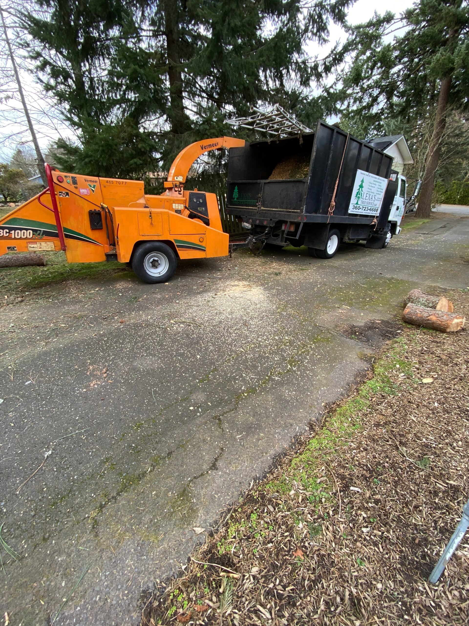 Orange wood chipper feeding into a black dump truck on a driveway with trees nearby