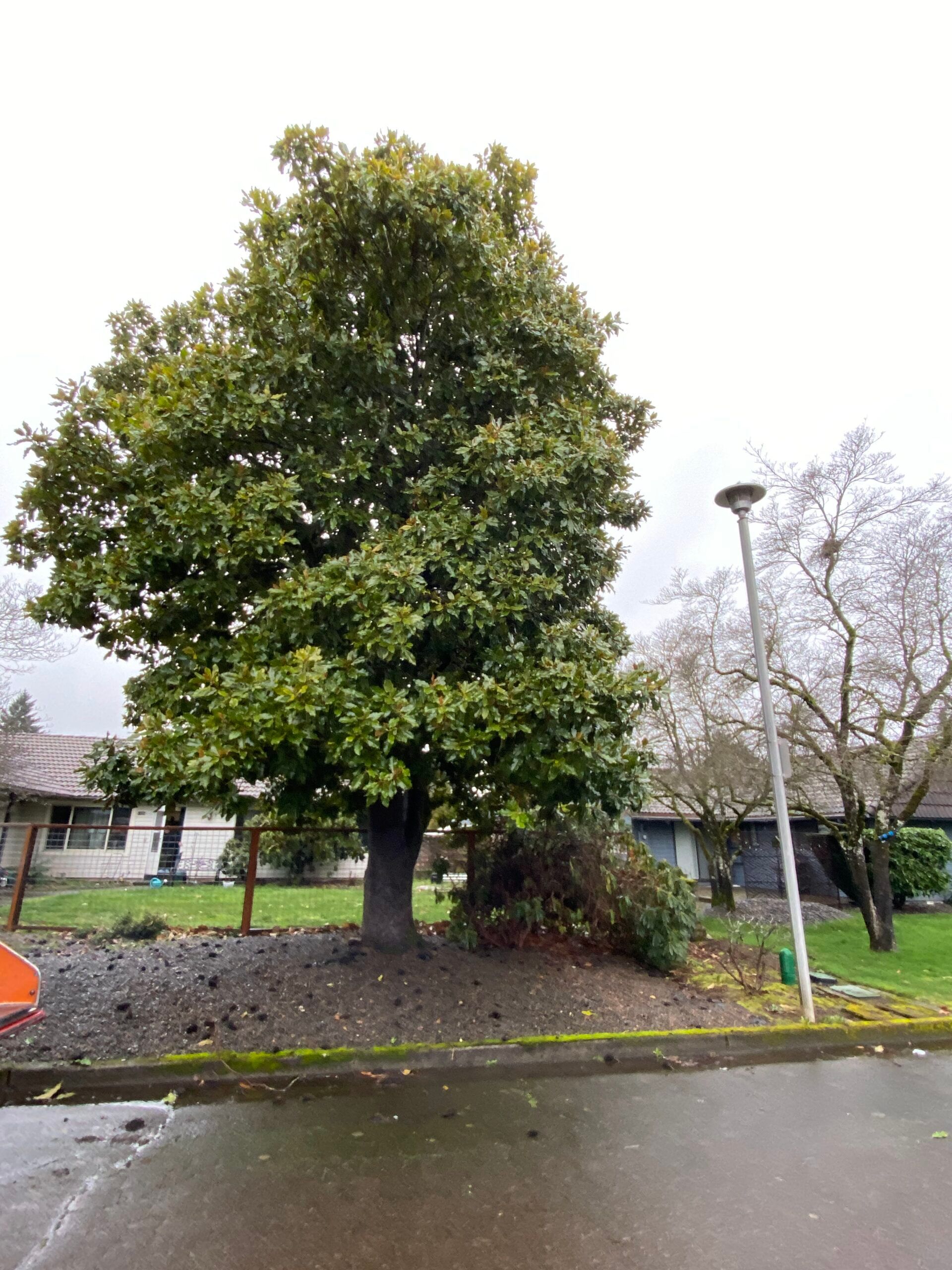 Large leafy tree by a wet roadside, with a lamppost and buildings in the background.