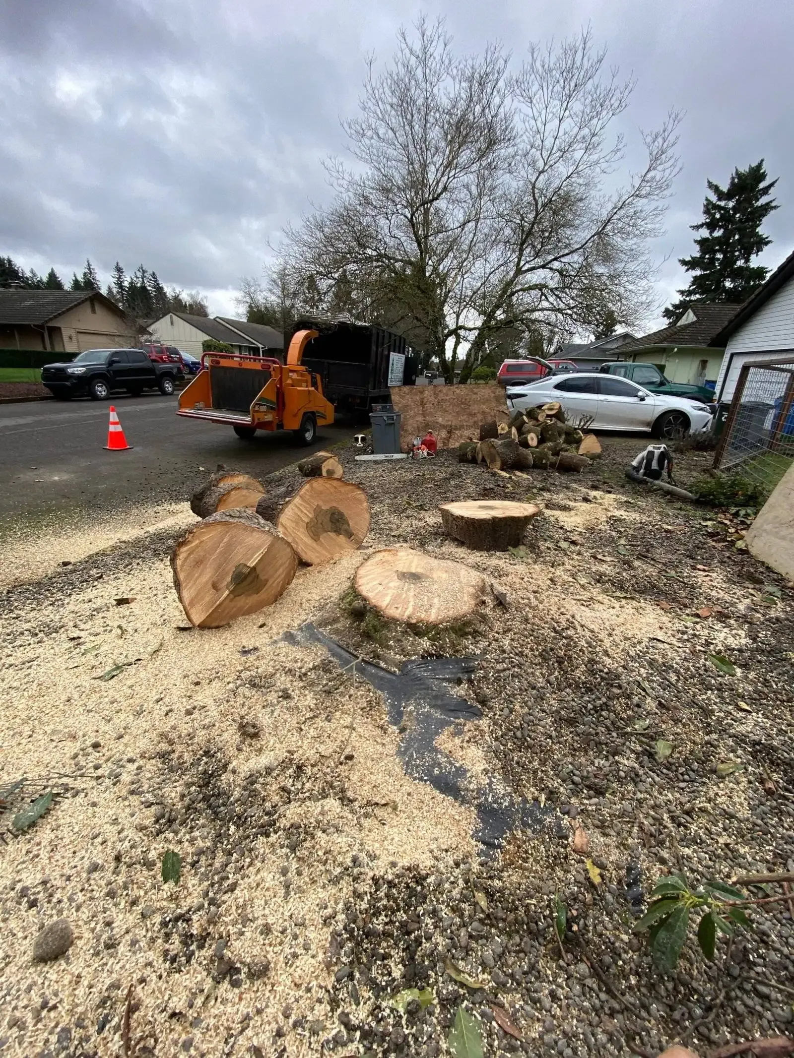 Tree stumps and wood chips beside a driveway with an orange stump grinder and parked cars on a cloudy day