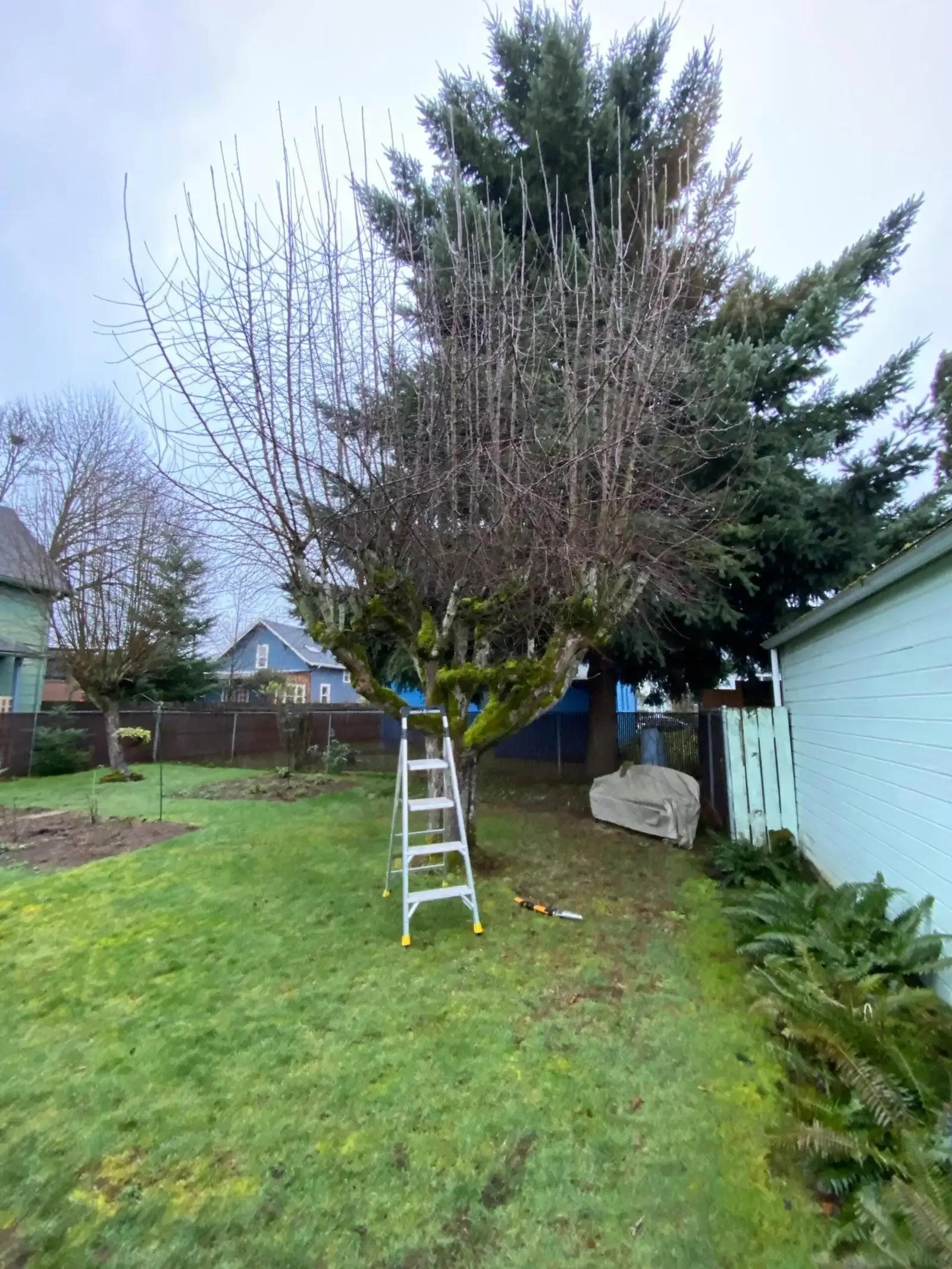 Ladder under a leafless tree in a grassy backyard, with a large evergreen behind it and a house to the right.