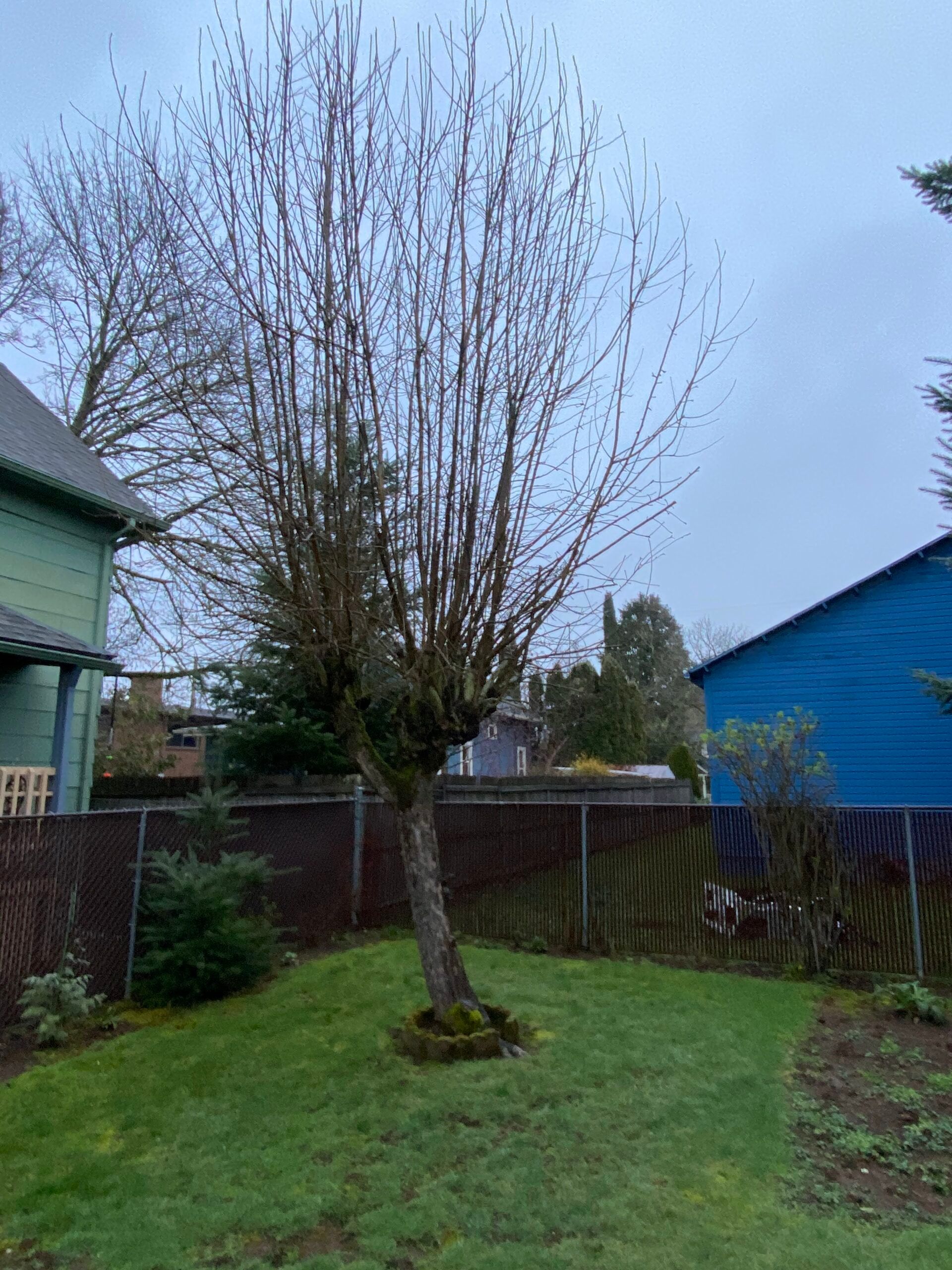 Leafless tree in a grassy backyard between two houses, with a blue shed and fence.