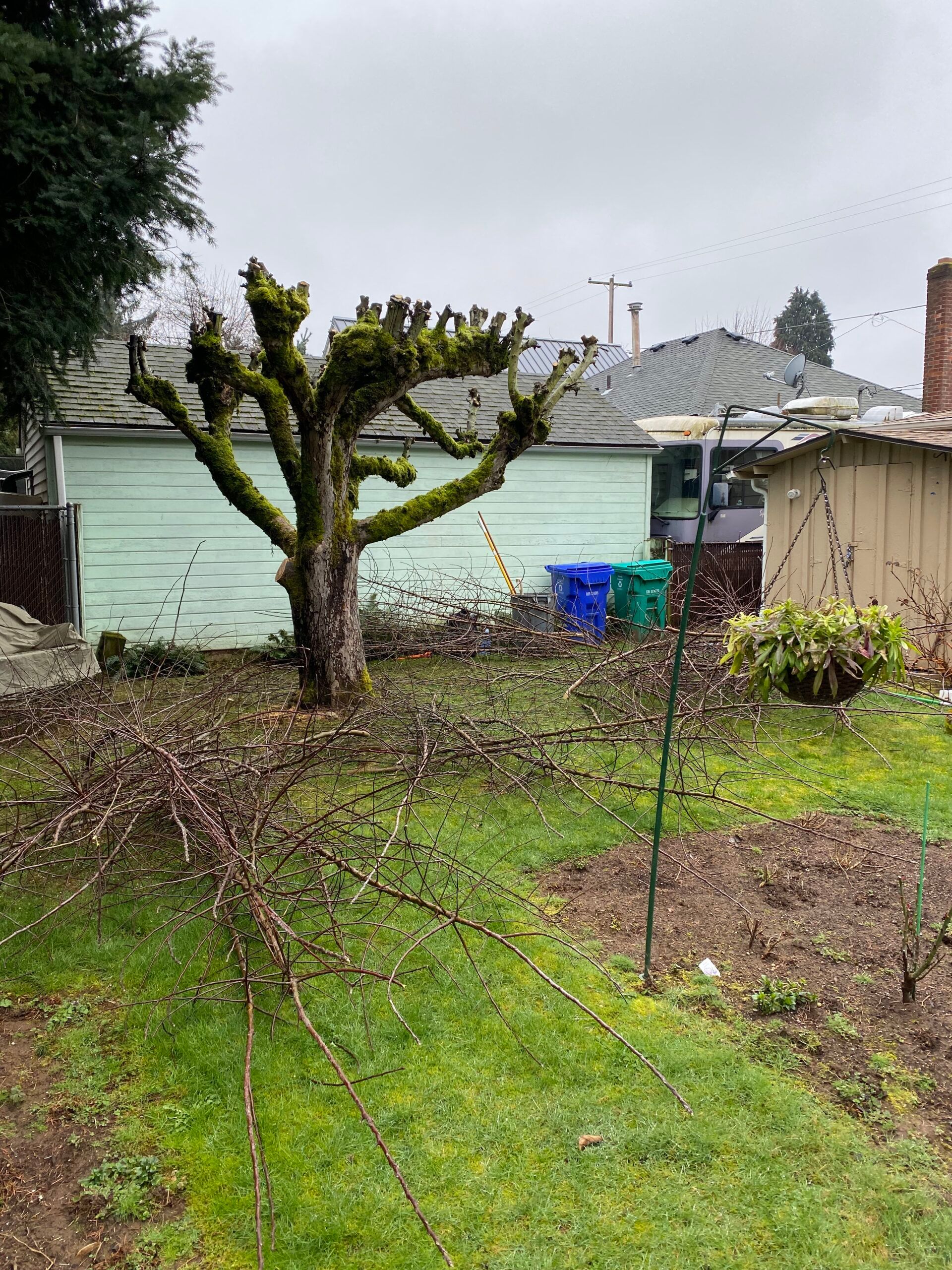 Backyard with a pruned tree, green lawn, and a light blue shed on a cloudy day