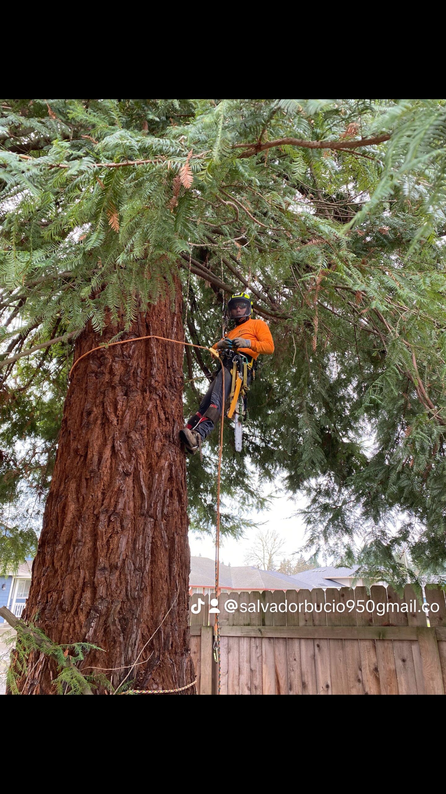 Arborist in orange helmet climbing a giant redwood tree with safety gear.