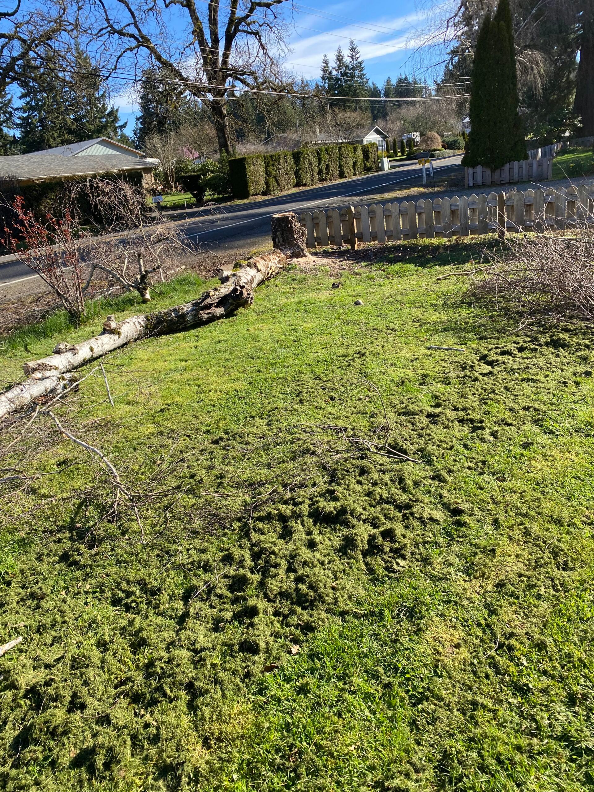 Sunlit backyard with green grass, fallen branches, and a wooden fence near trees and a patio umbrella