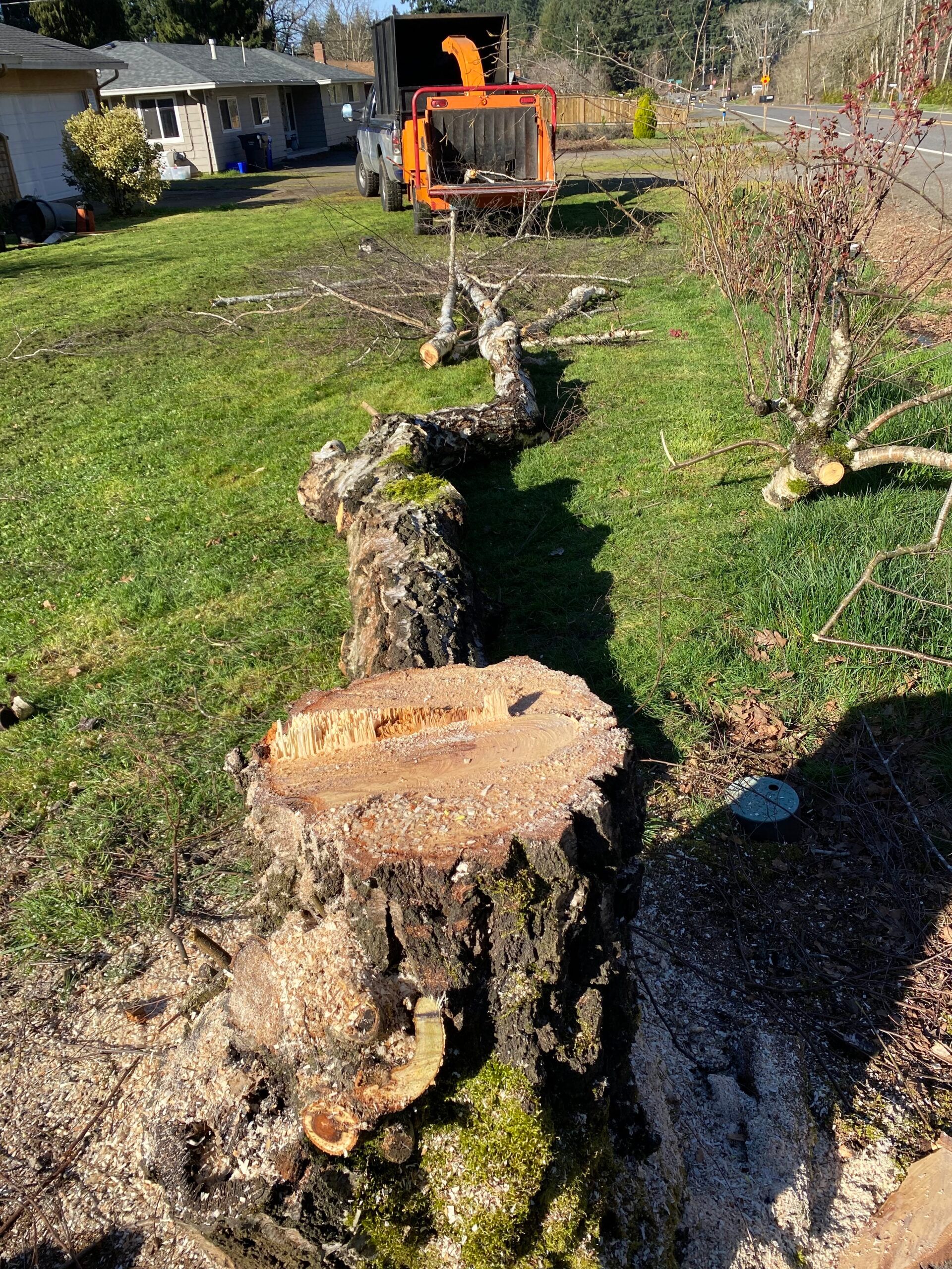 Two cut tree stumps in a grassy yard with an orange wood chipper in the background.