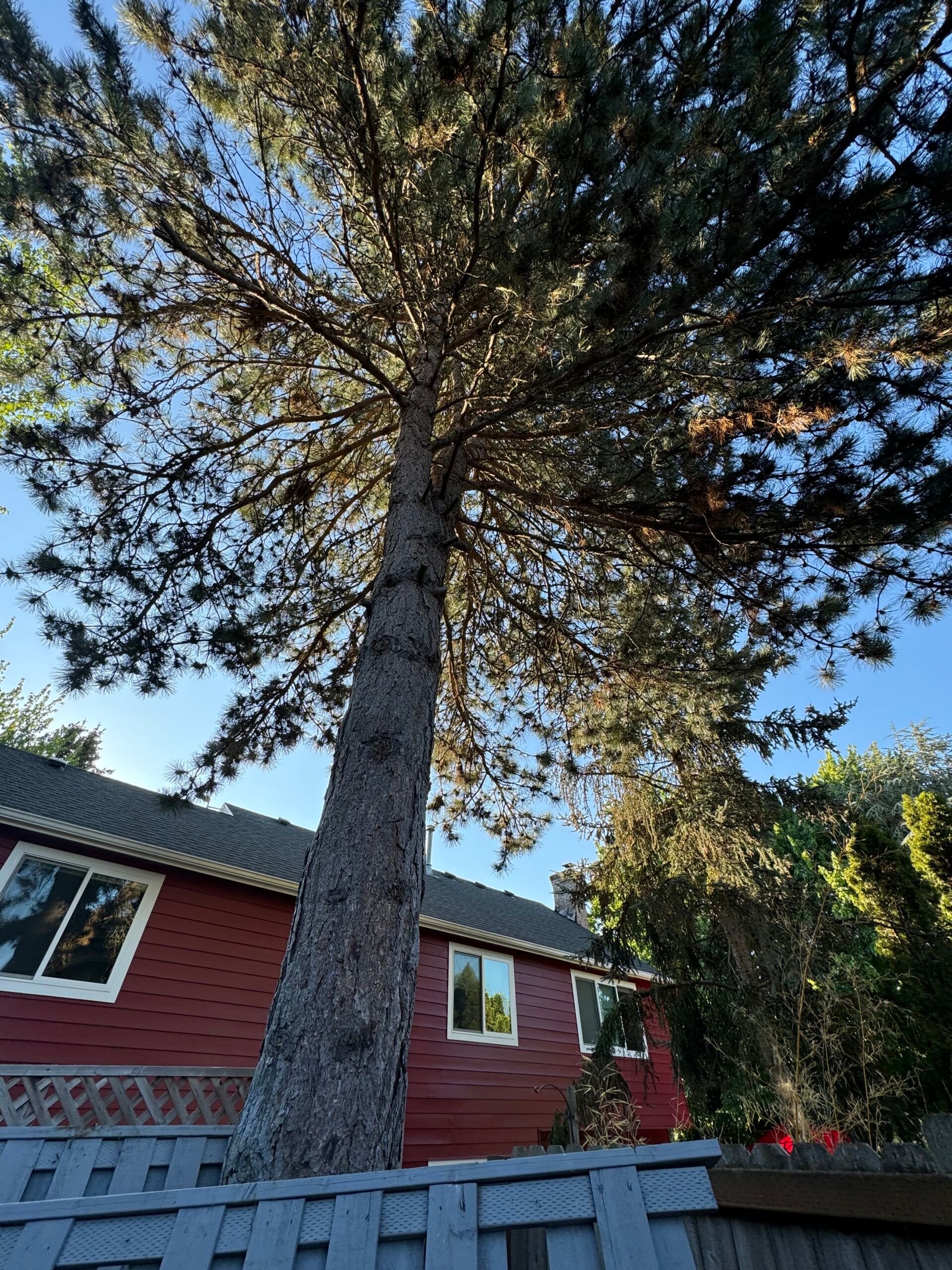 Tall pine tree towering over a red house with a gray roof and blue sky above