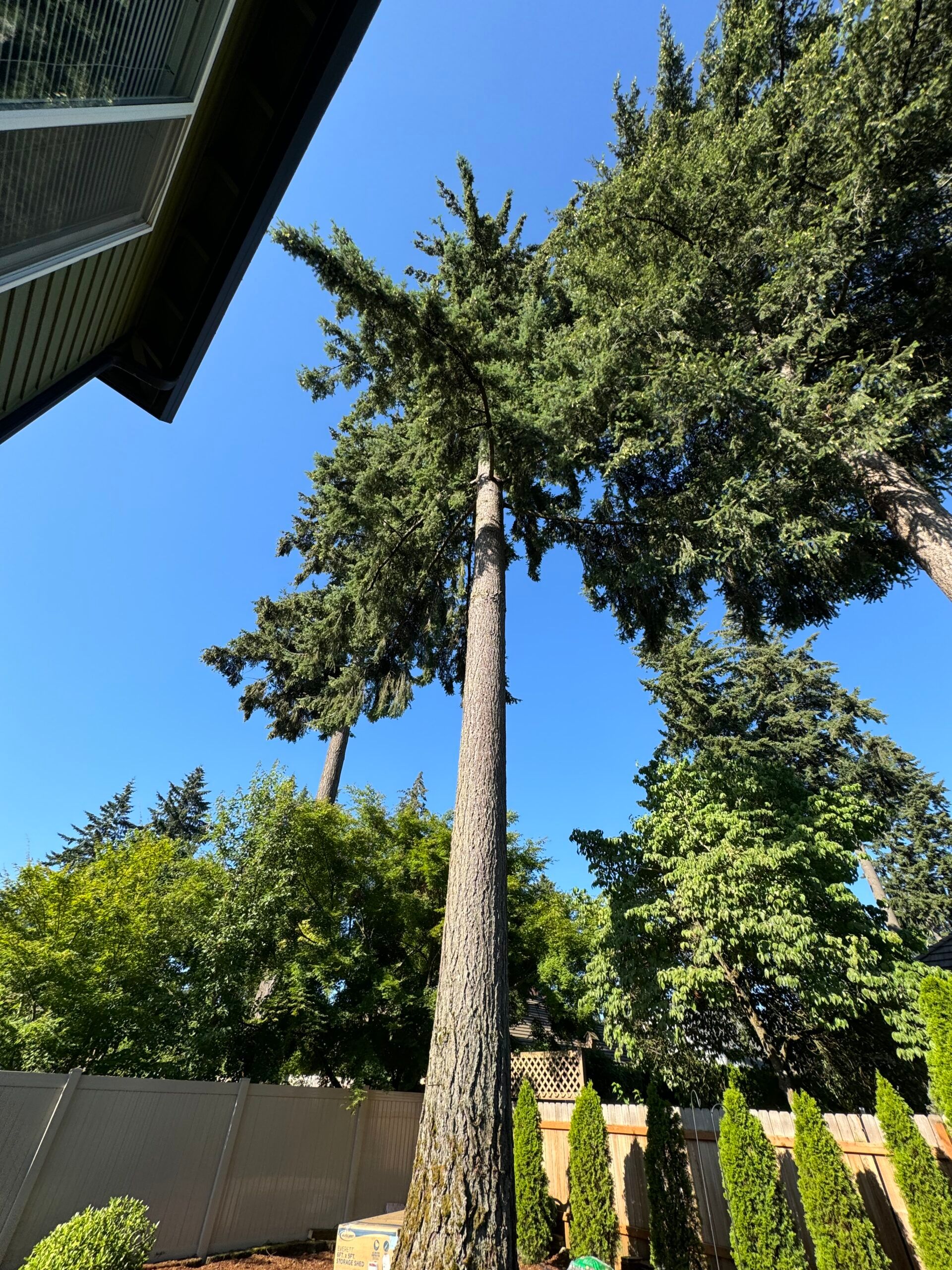 Tall evergreen tree against a clear blue sky beside a garden wall and house roofline
