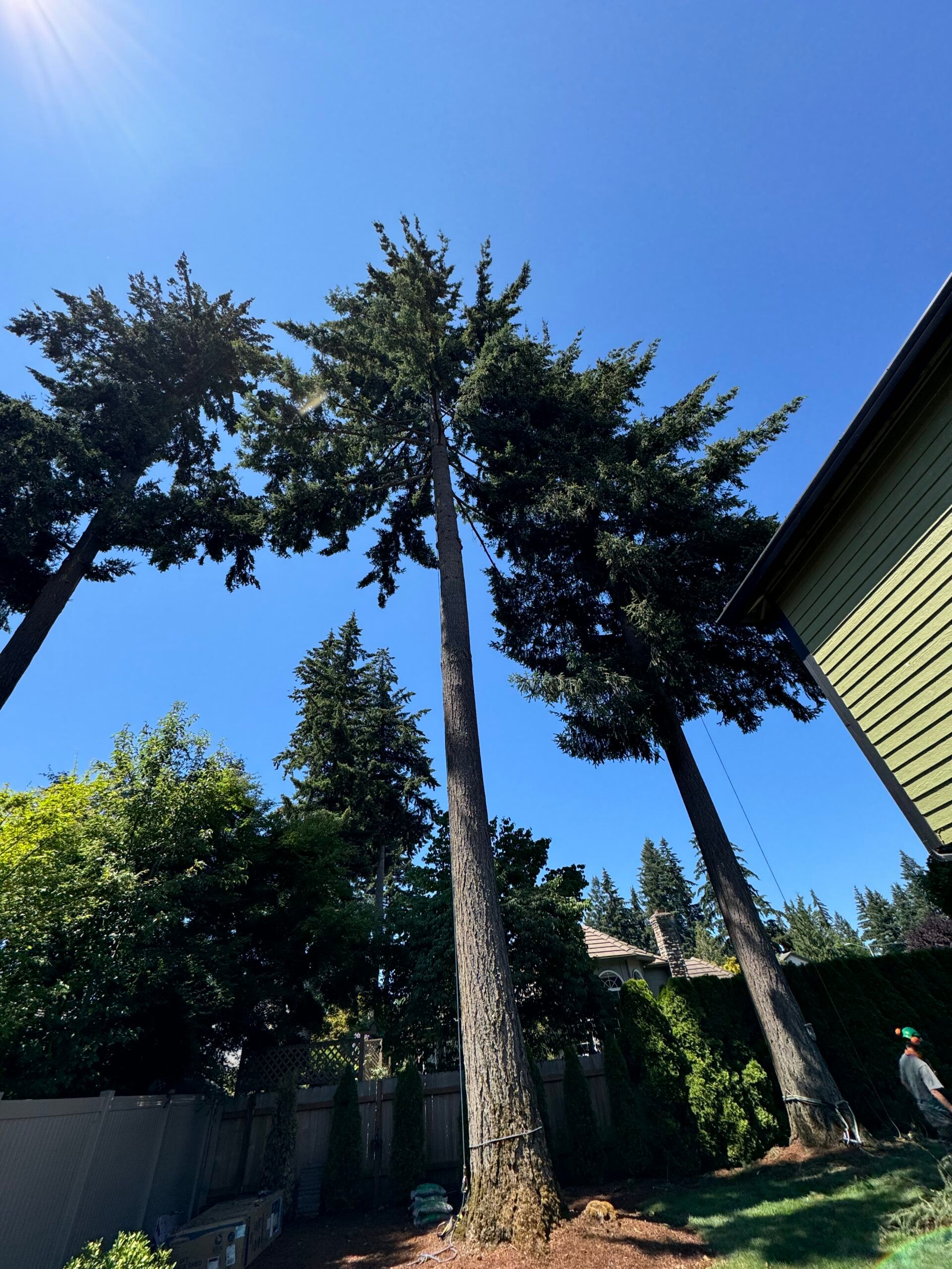 Tall trees against a bright blue sky beside a house and fence in a backyard