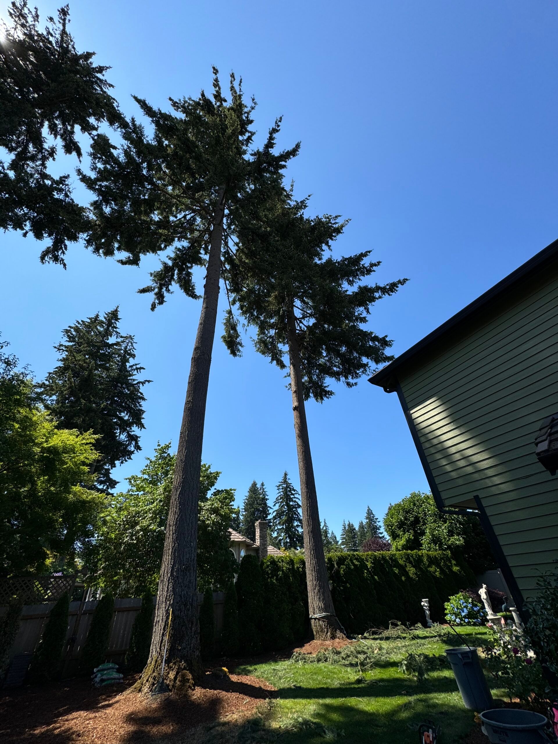 Tall trees and a green house beside a sunny garden under a clear blue sky