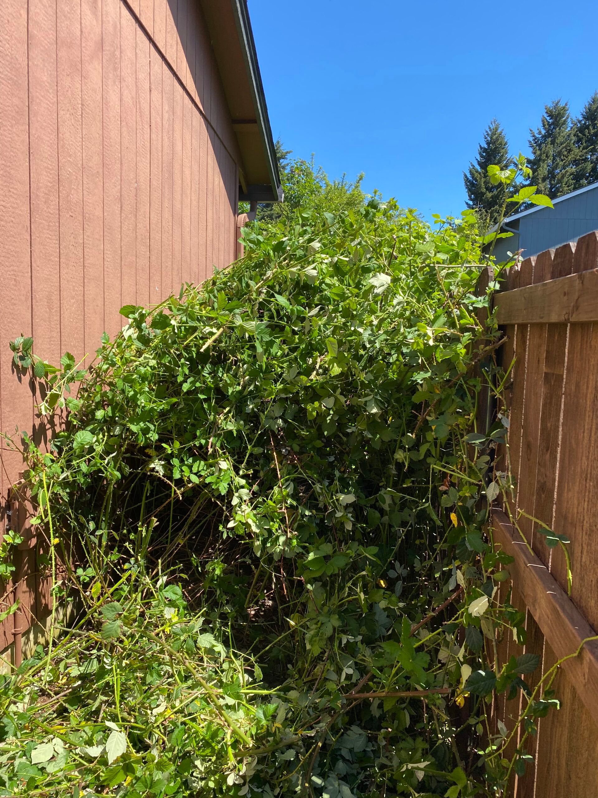 Overgrown green bushes crowd a narrow side yard between a house wall and wooden fence.