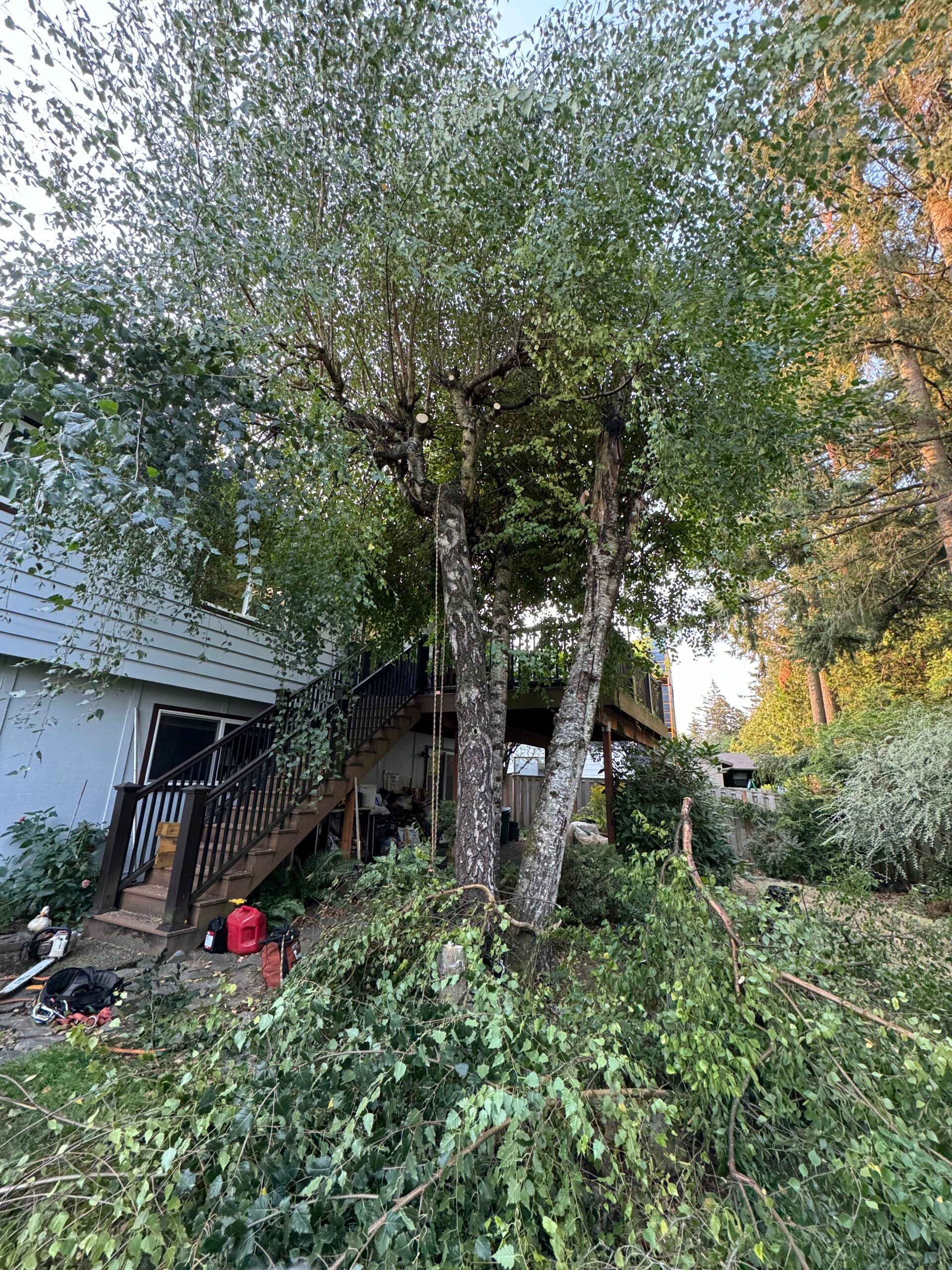 A house beside large trees and fallen branches, with an exterior staircase and overgrown yard.