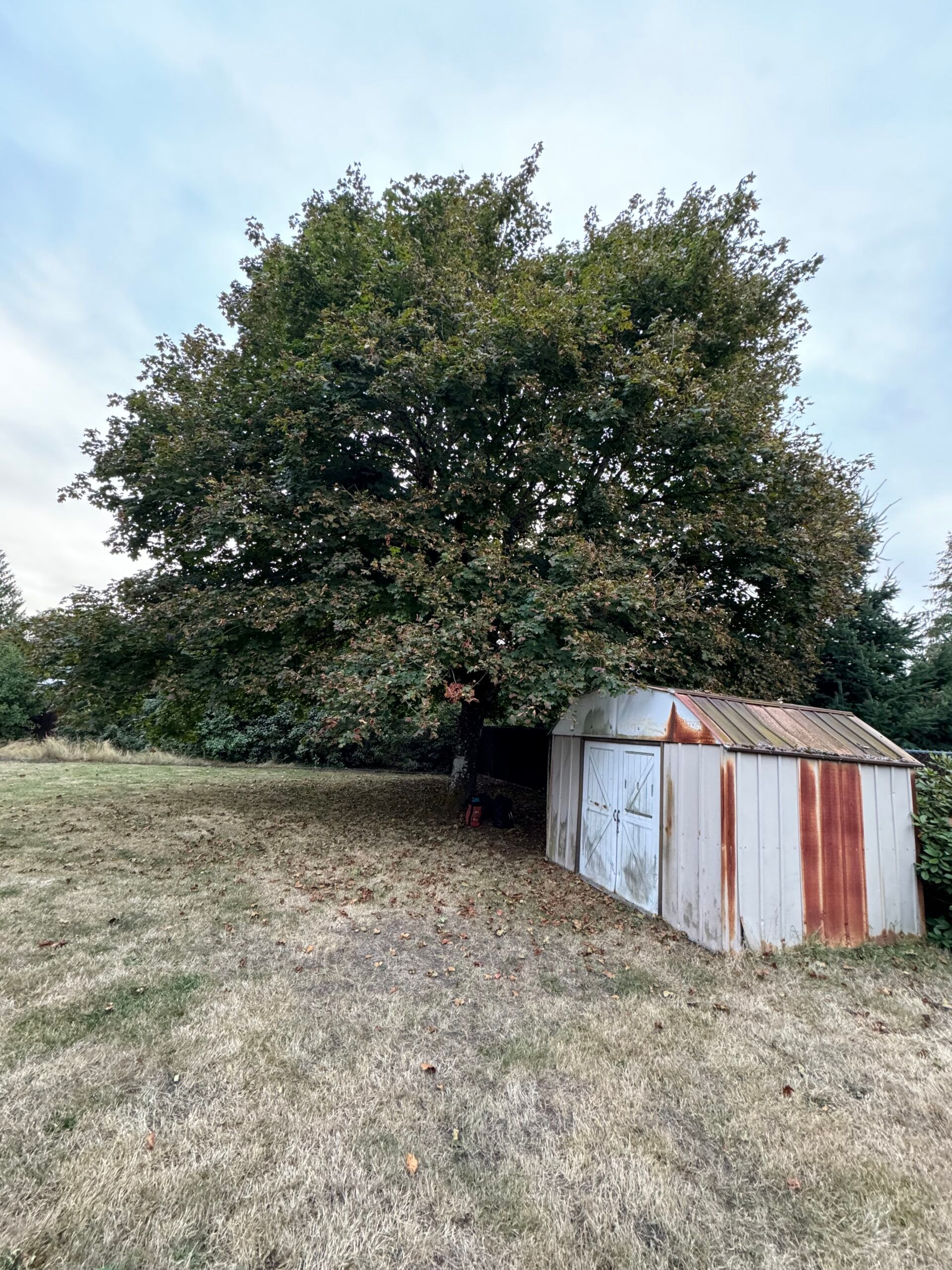 Large tree beside a weathered metal shed on a grassy slope under a cloudy sky