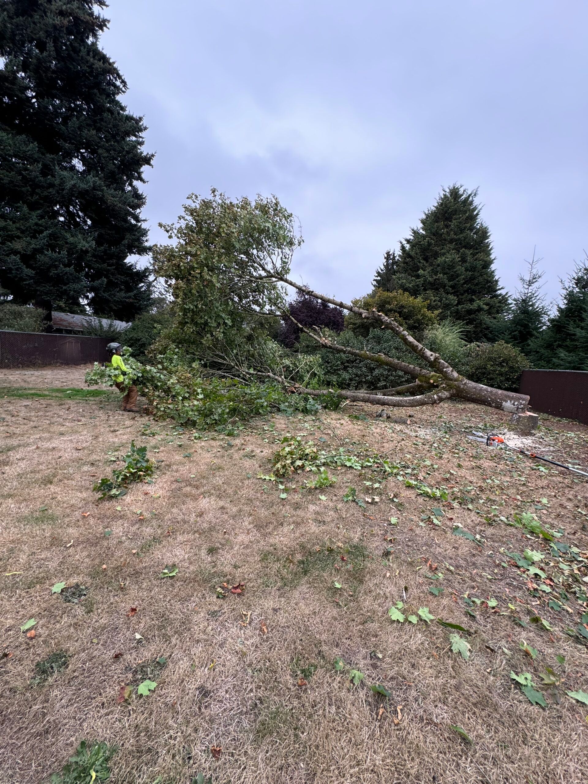 Storm-damaged yard with a fallen tree and scattered branches over mulch, bordered by evergreen trees