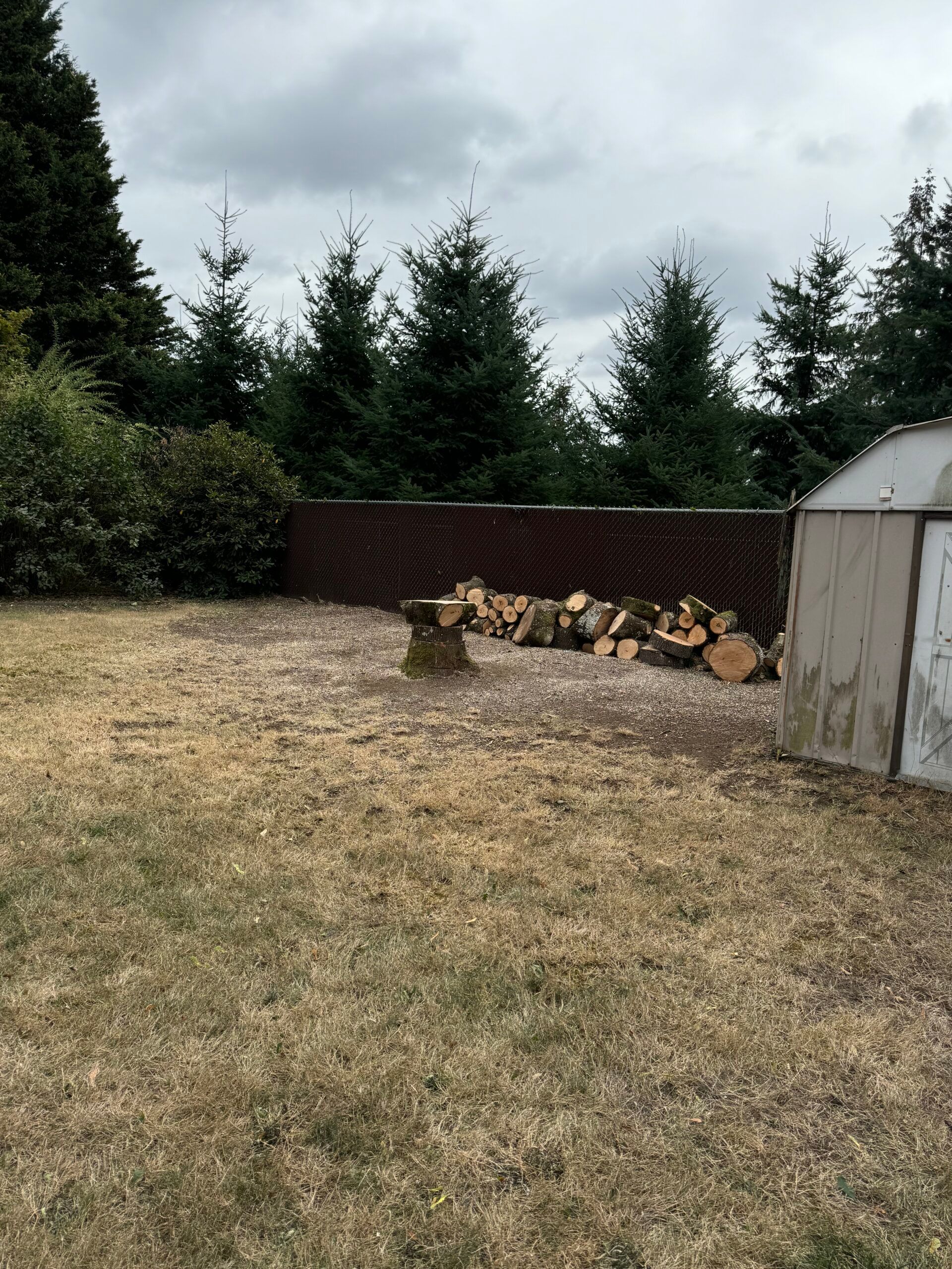 Backyard with dry grass, stacked firewood by a fence, evergreen trees, and a small shed under cloudy skies
