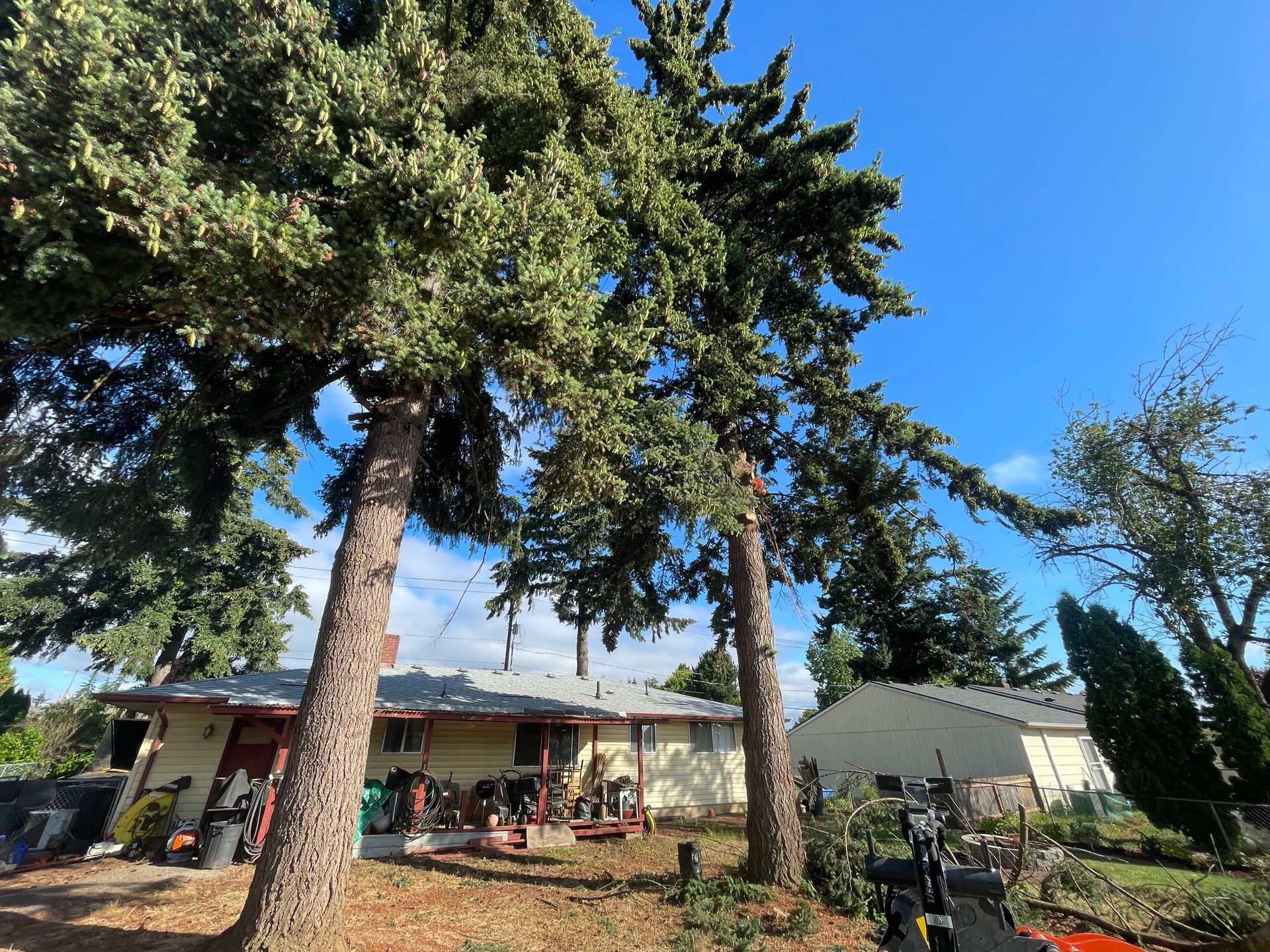 Backyard with tall trees, a patio, and a house under a bright blue sky.