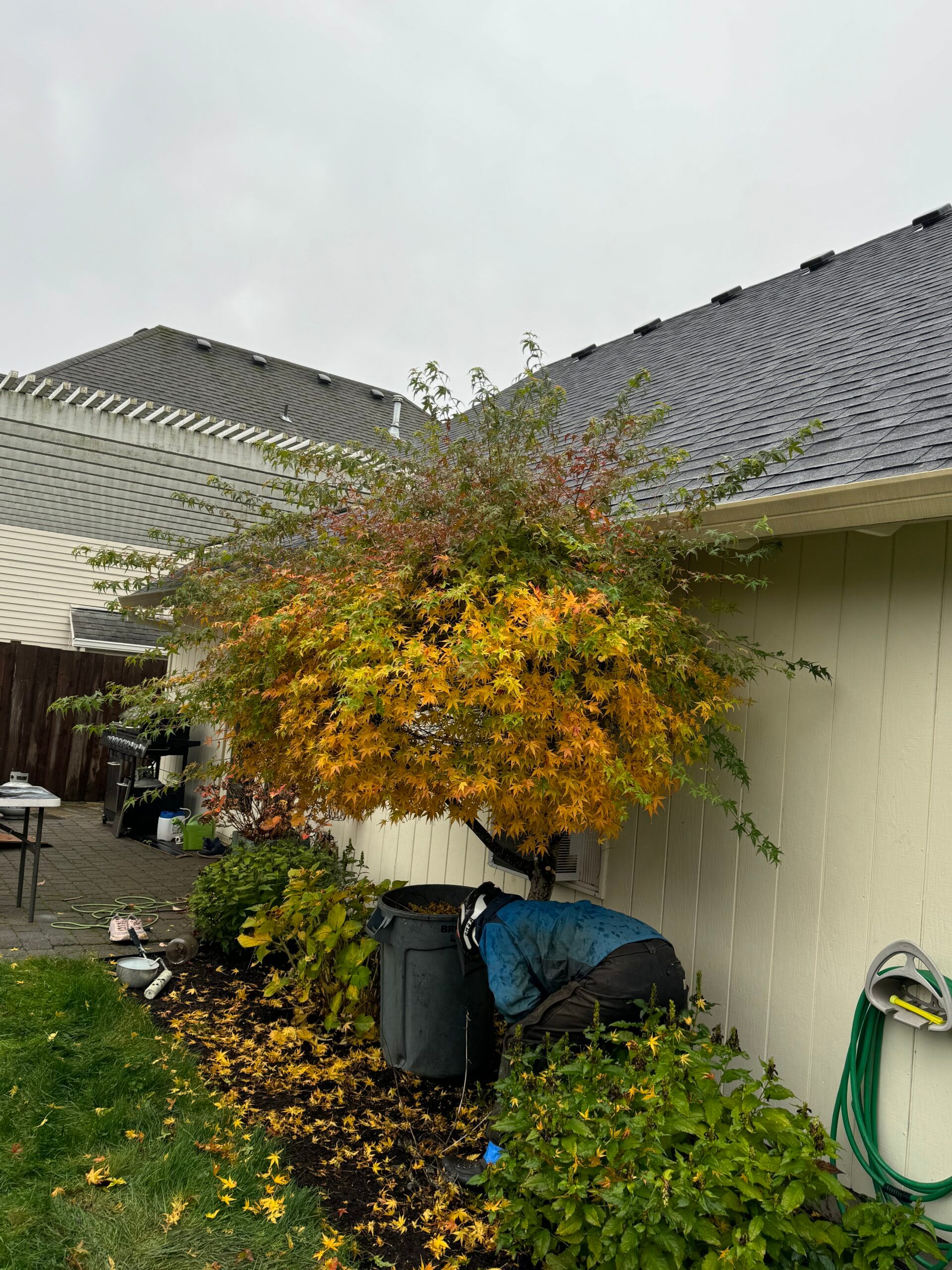 Person trimming a small orange-leaved tree beside a house in a garden.
