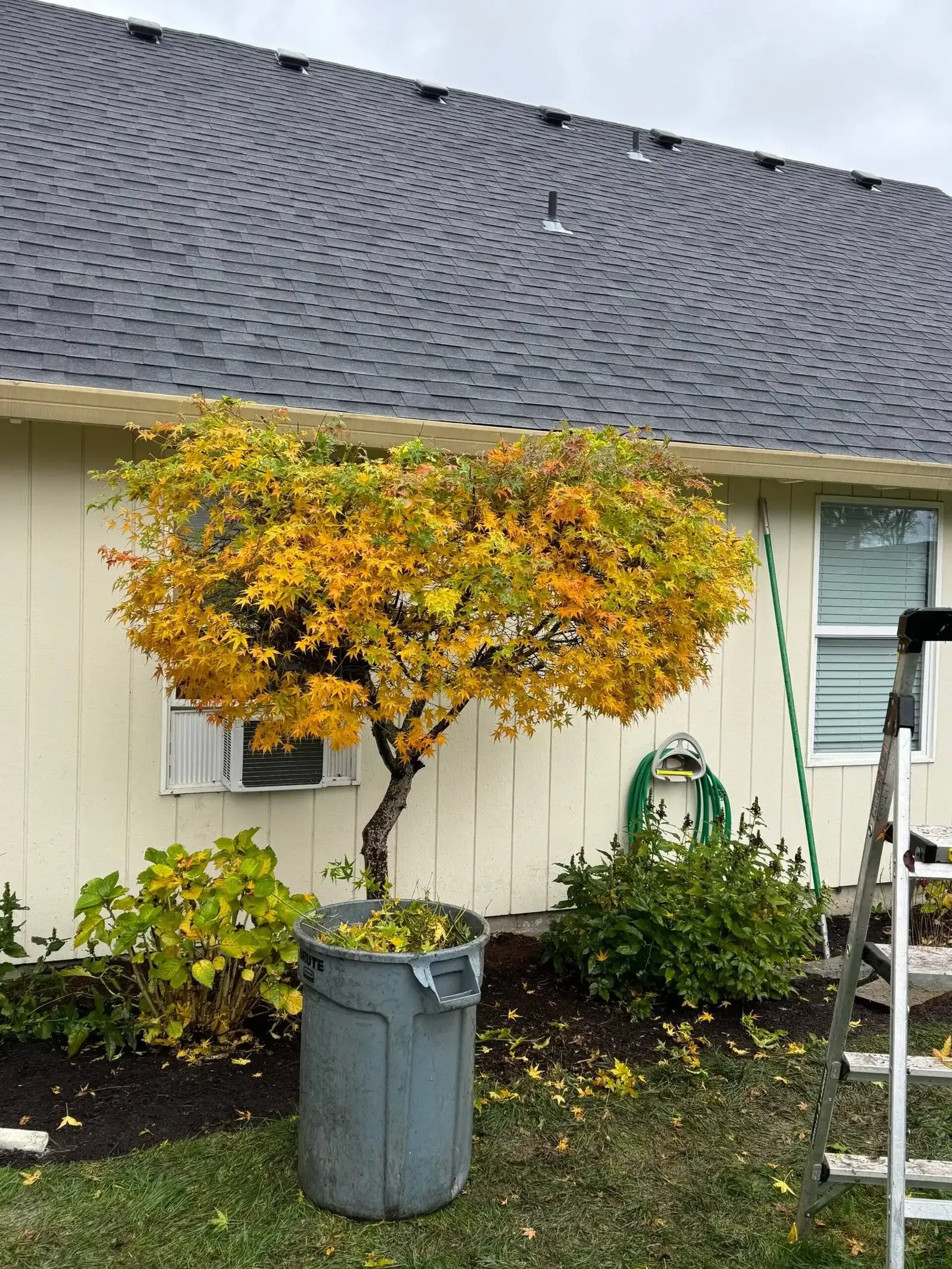 Yellow-orange tree in a yard beside a house, with a trash can in front and a ladder at right