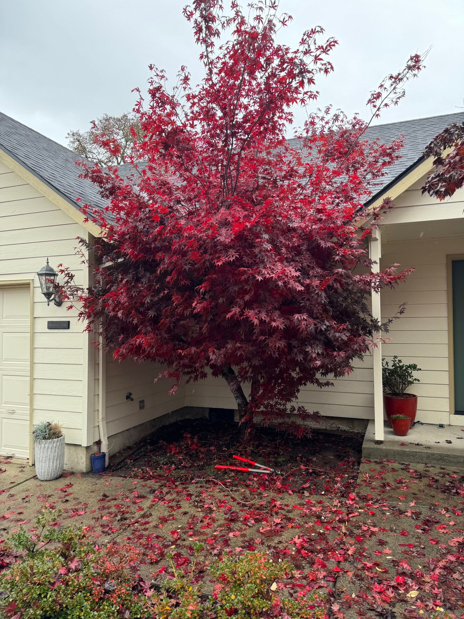Red-leafed ornamental tree in front of a beige house, with fallen red leaves covering the walkway.
