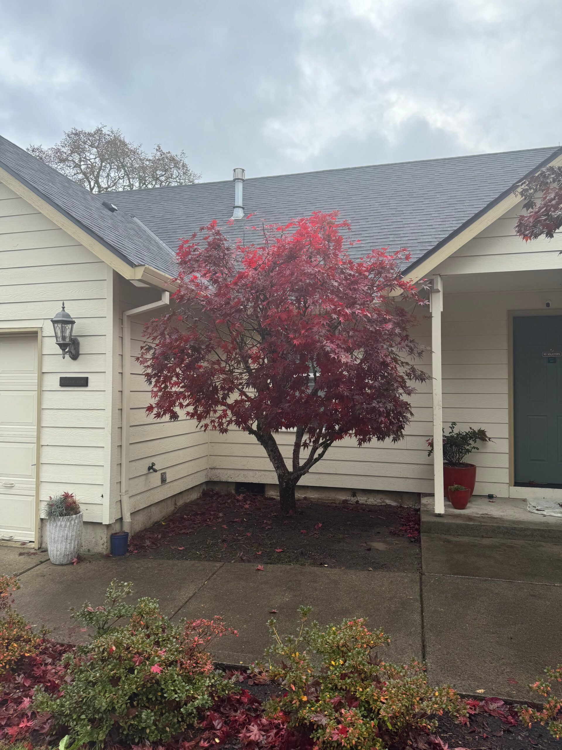 Red-leaf tree in front of a beige house with a dark gray roof on a cloudy day